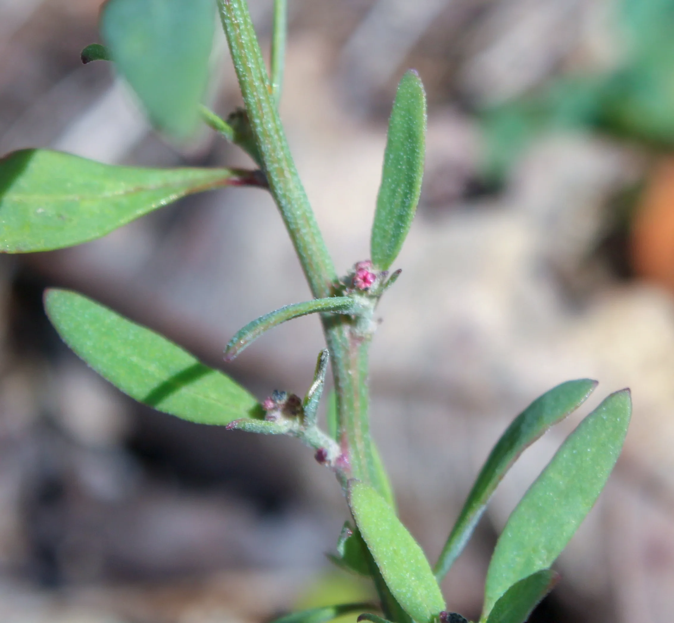 Atriplex patula