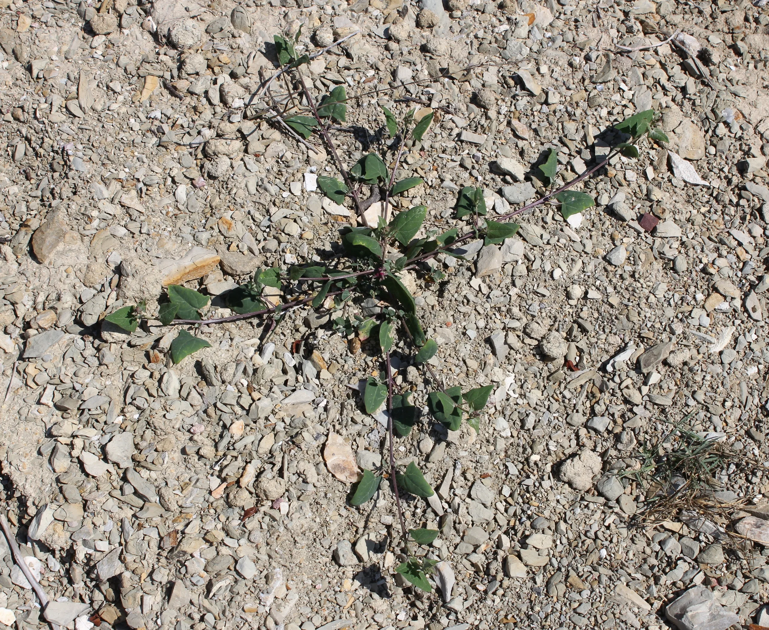 Atriplex prostrata