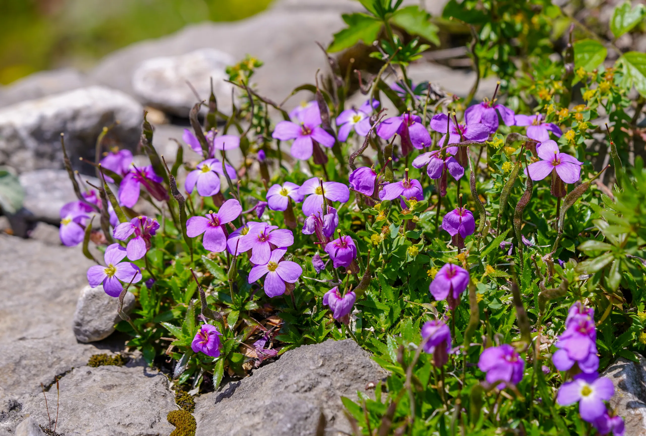 Serindere Kanyonu’nun endemik bitkileri