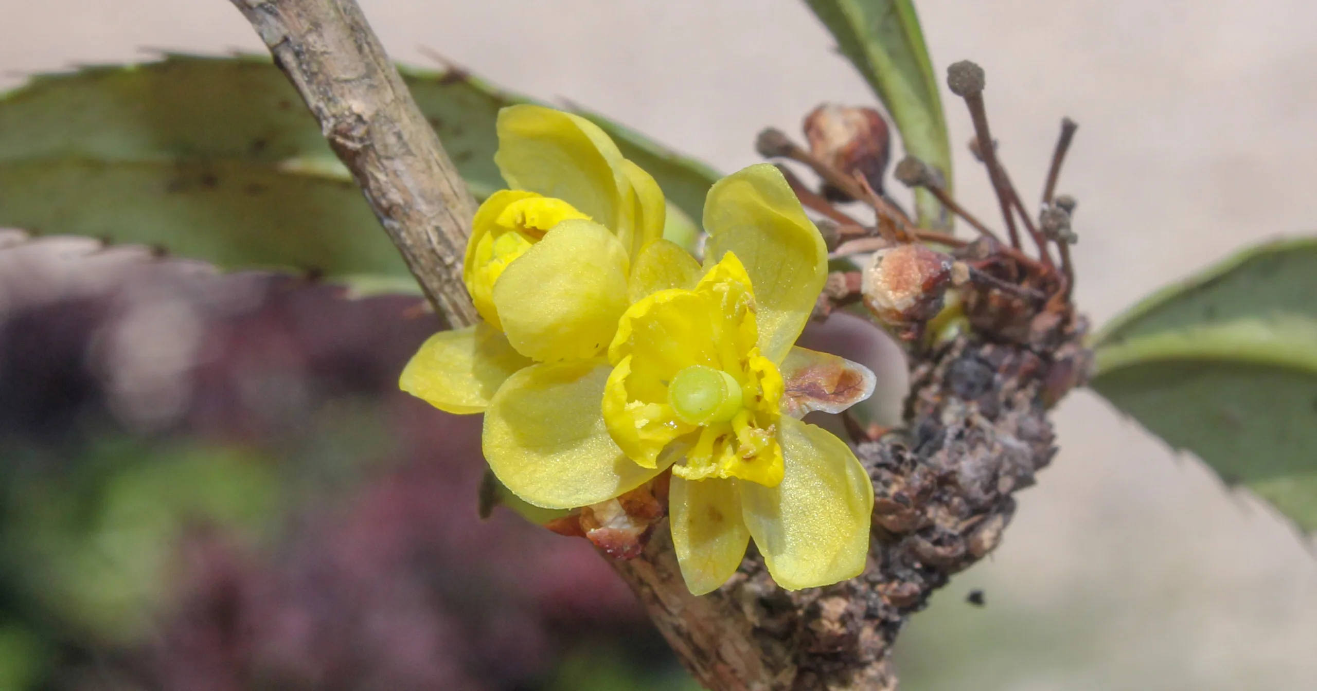 Berberis veitchii (Adi kadıntuzluğu)