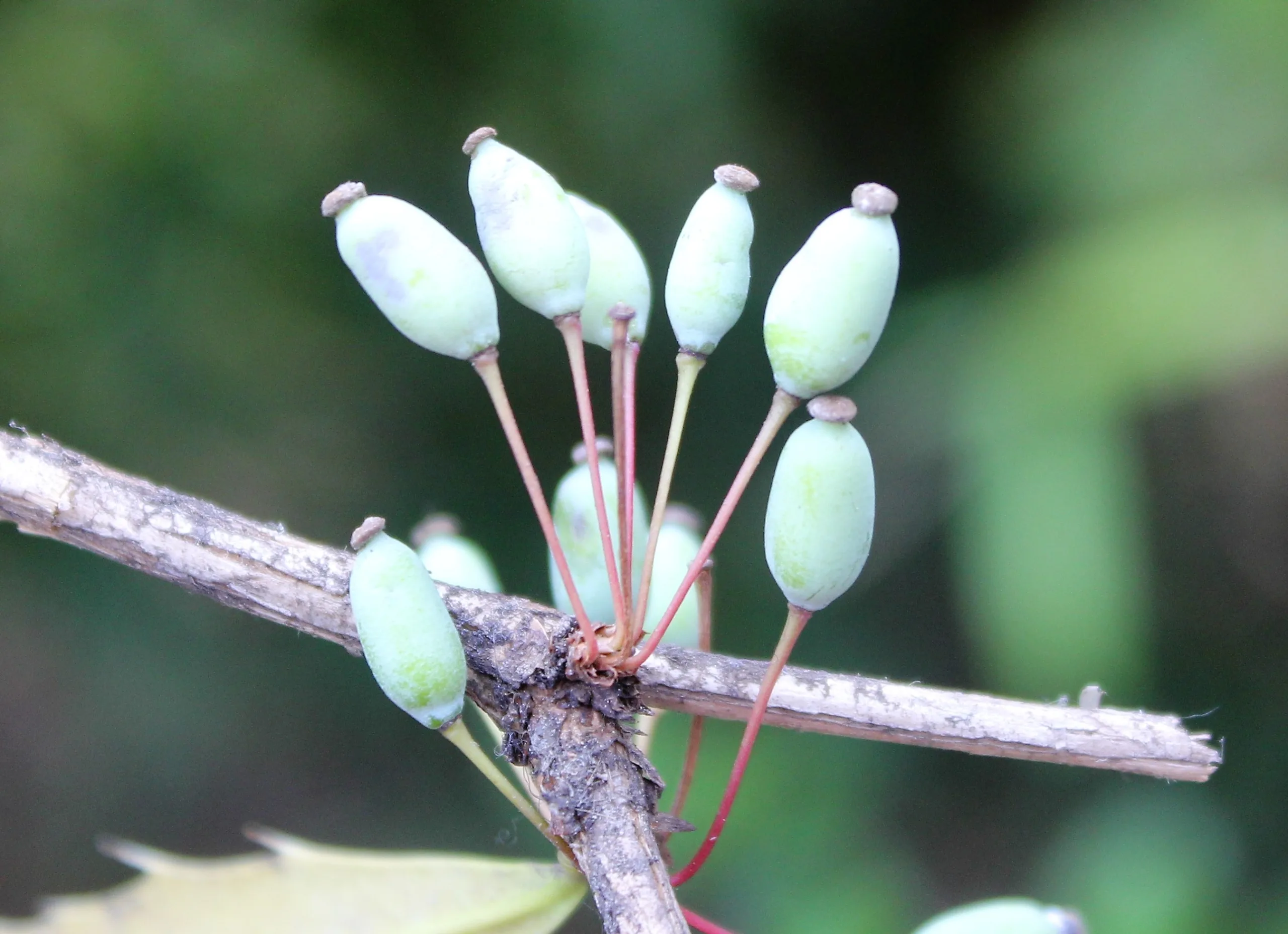 Berberis veitchii