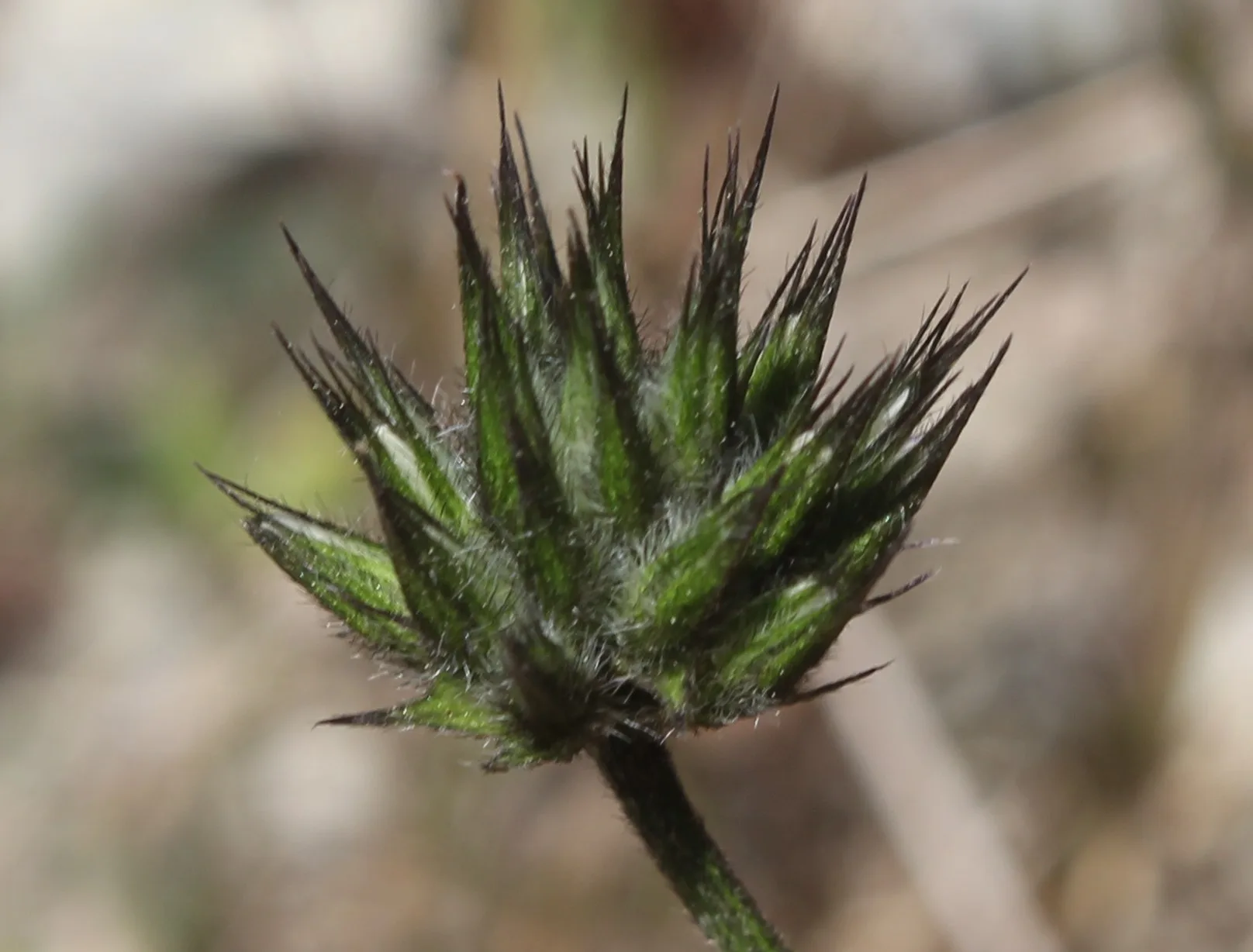 Bituminaria bituminosa