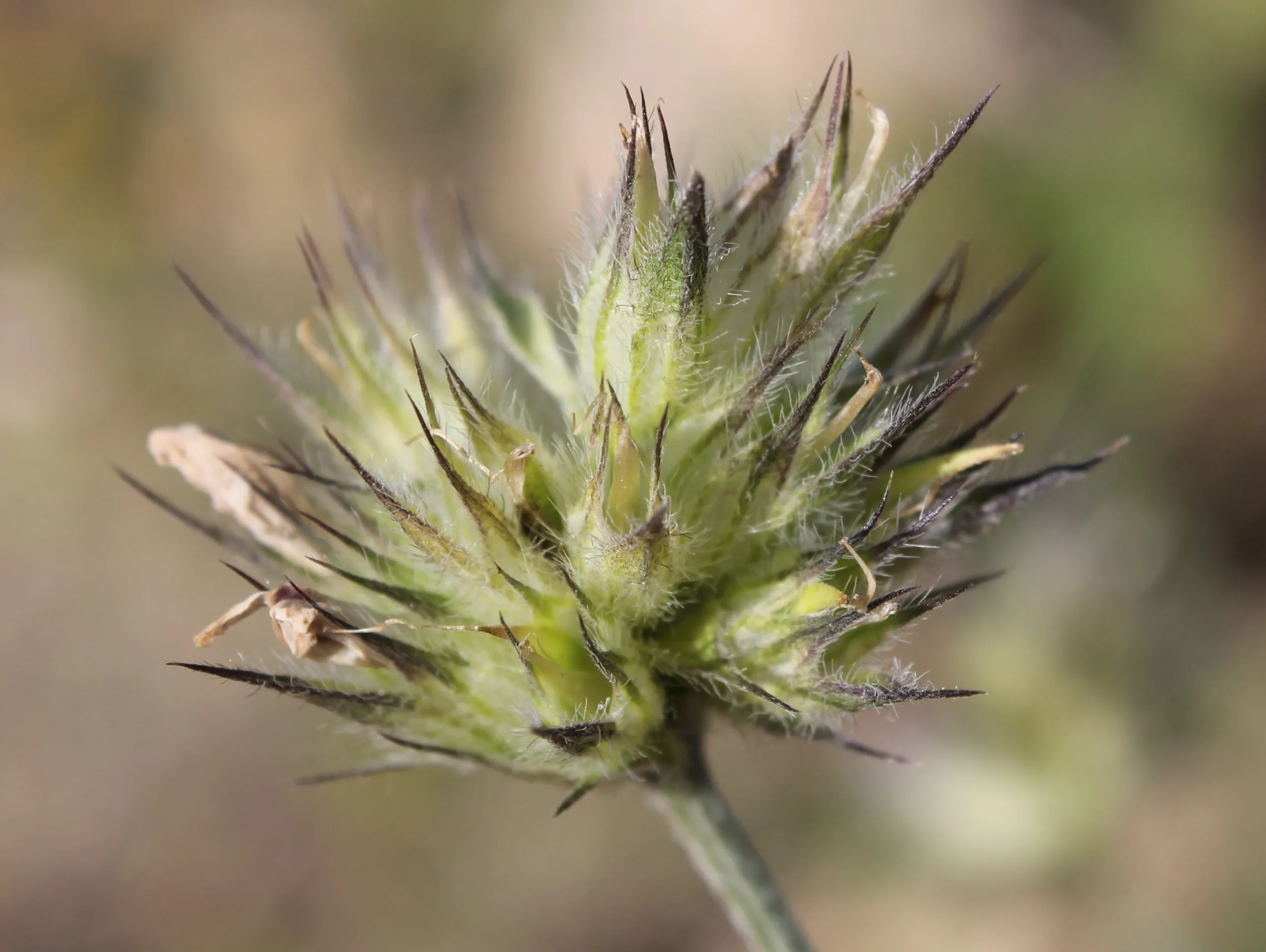 Bituminaria bituminosa