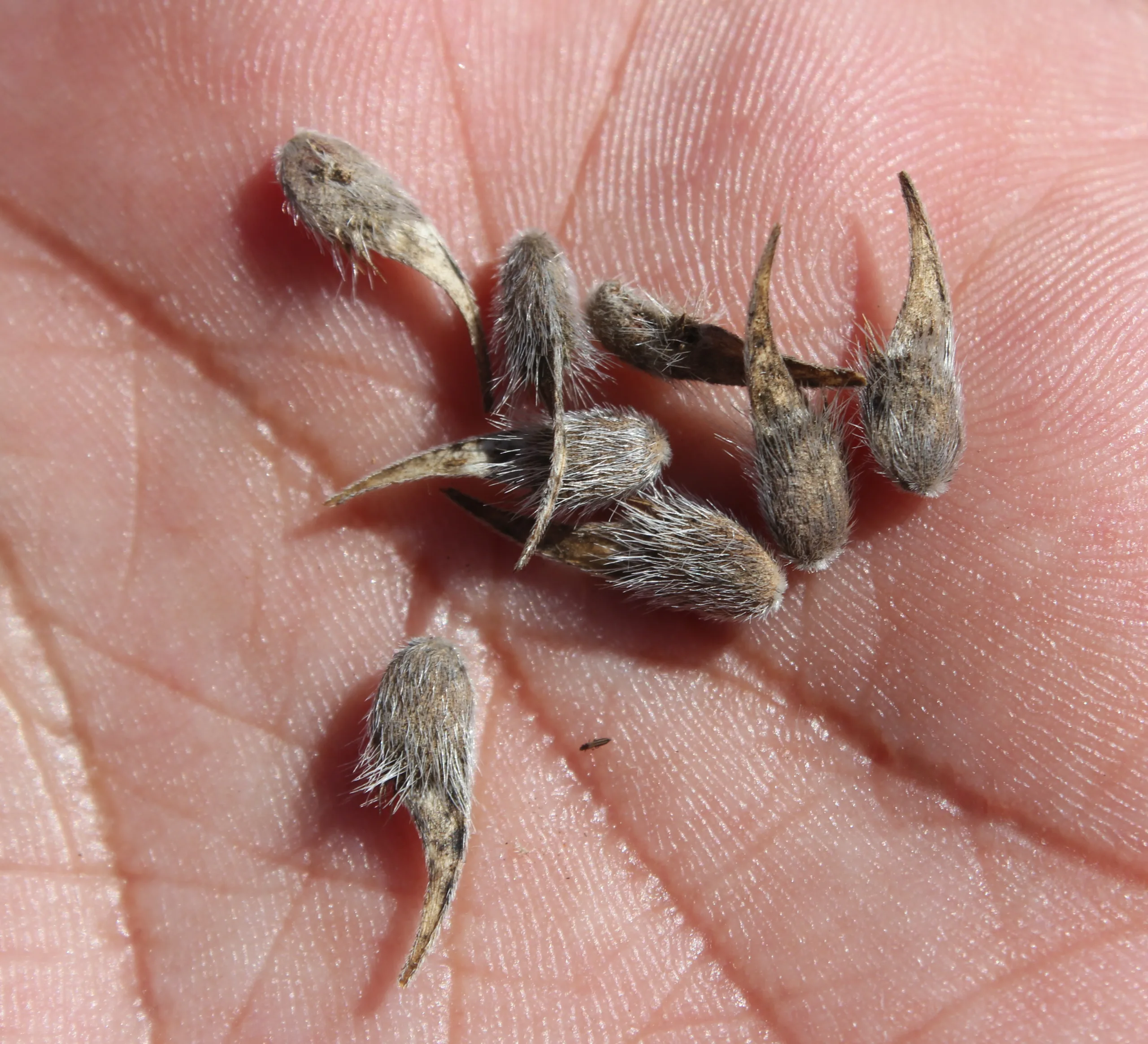 Bituminaria bituminosa