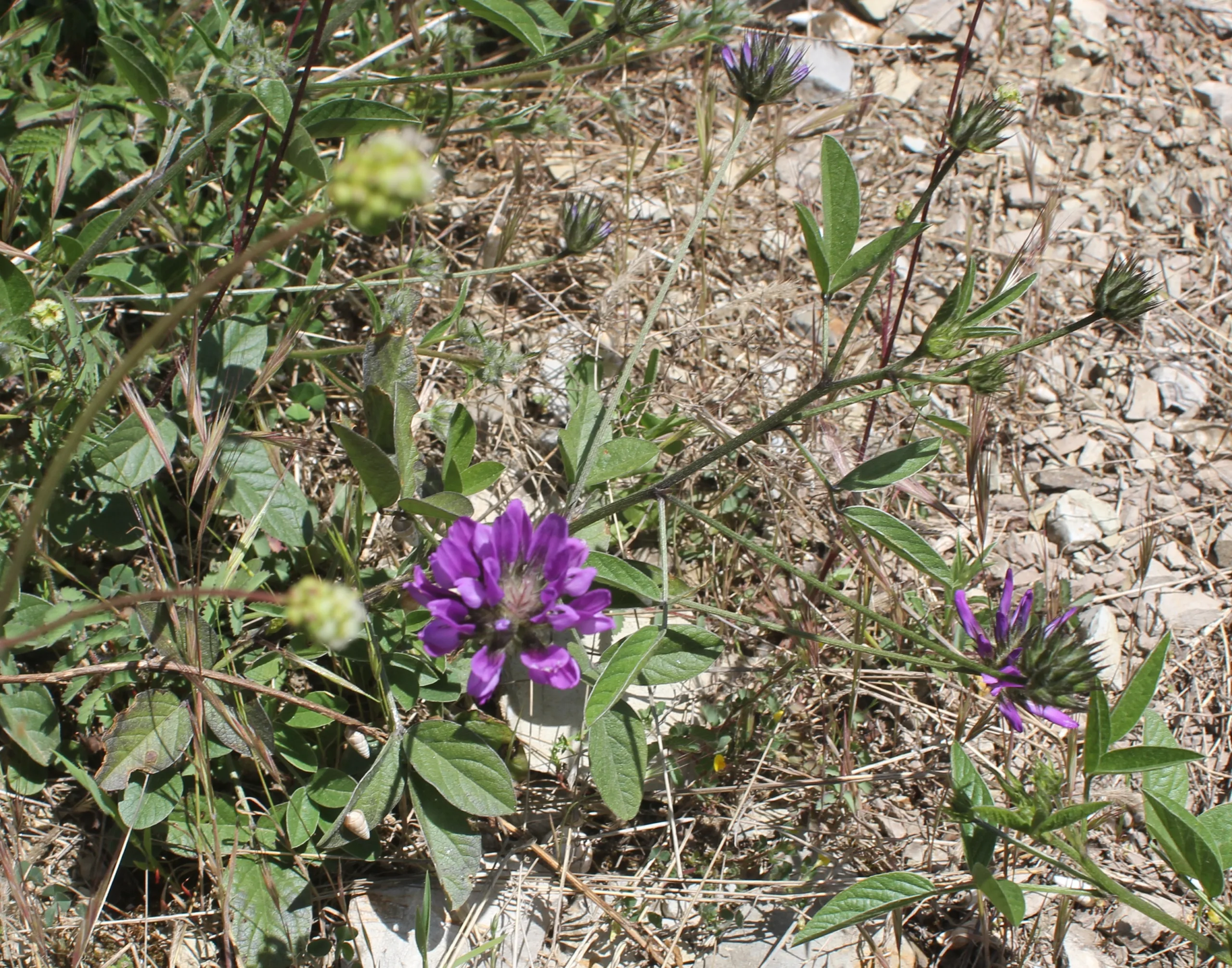 Bituminaria bituminosa