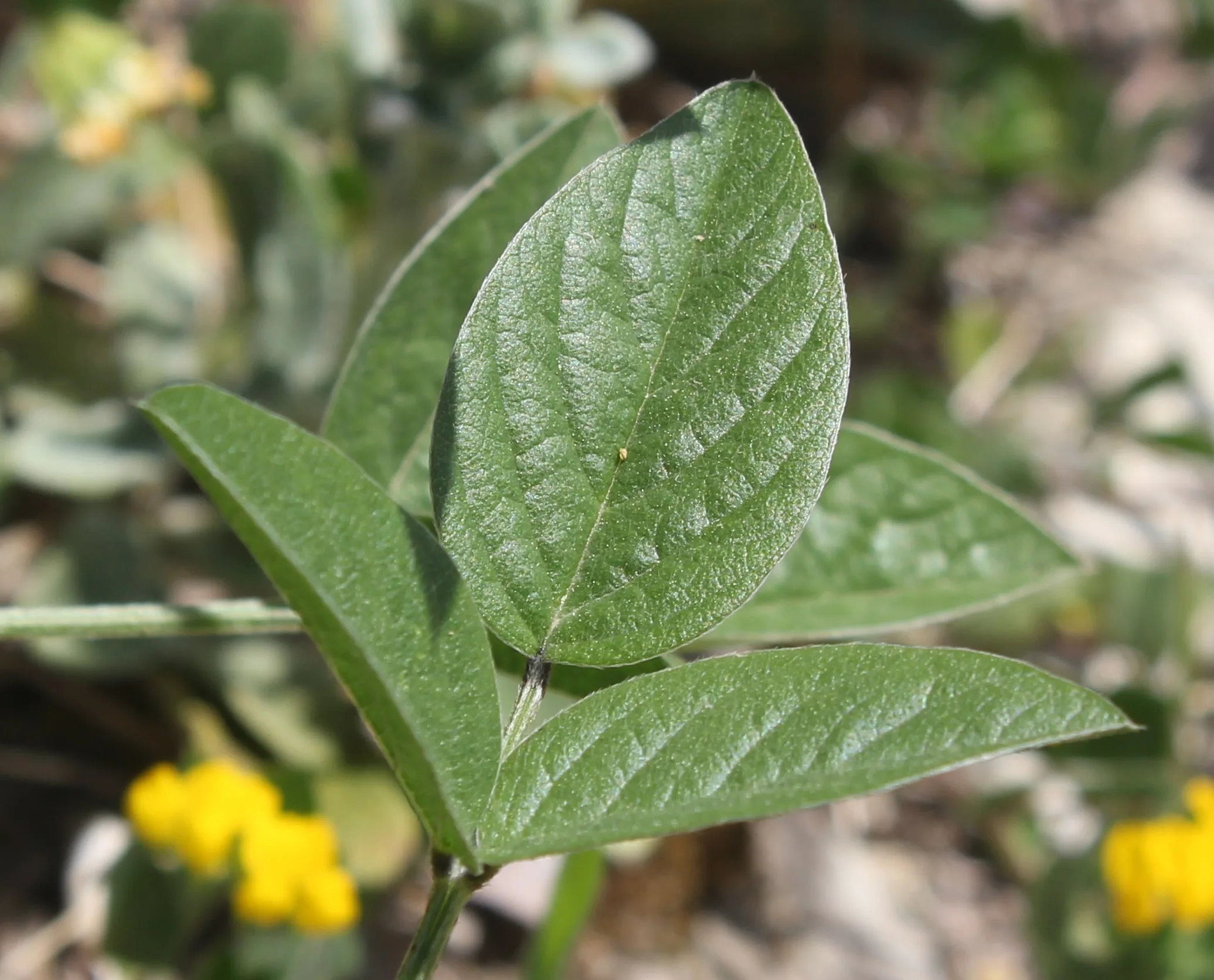 Bituminaria bituminosa