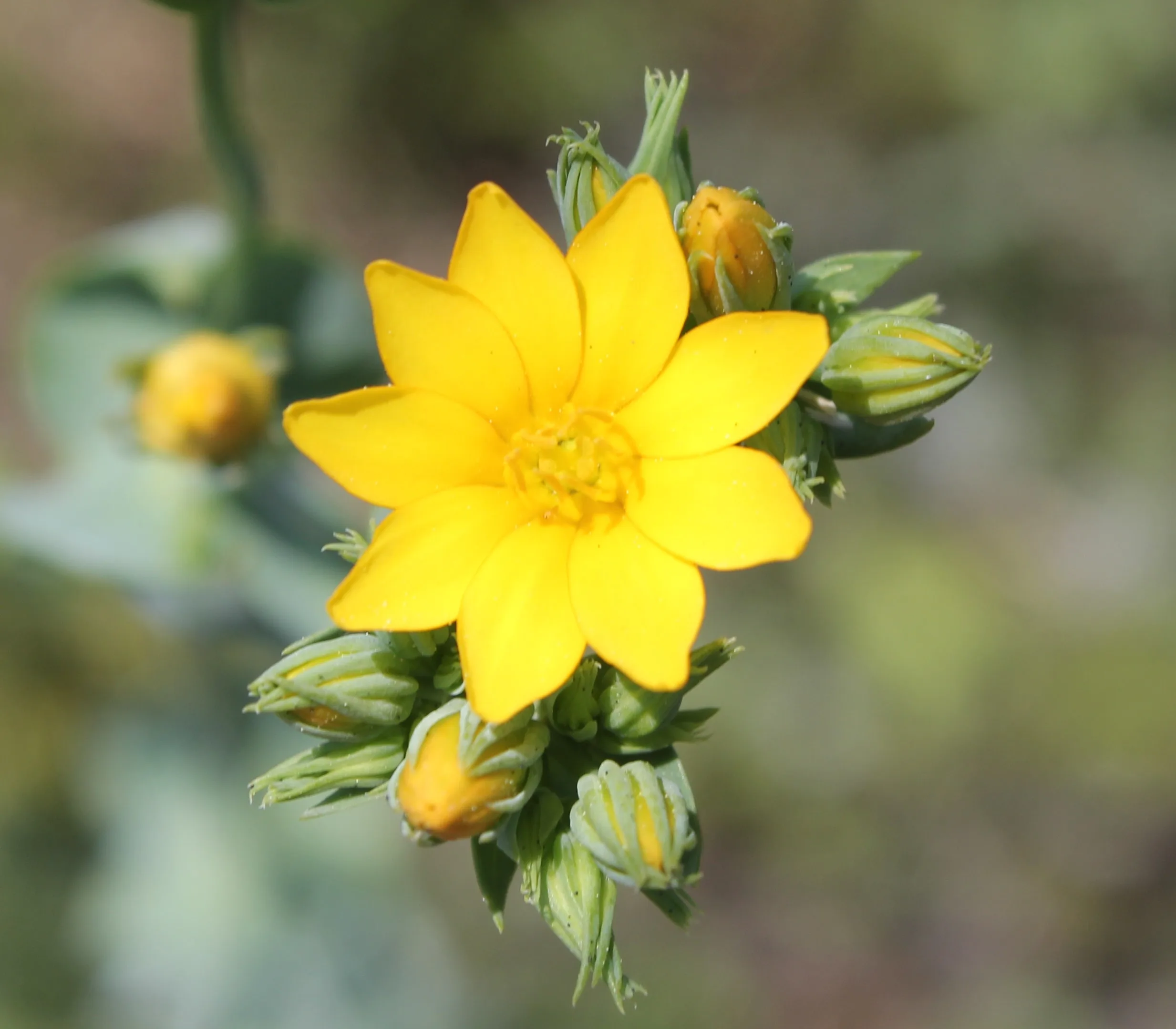 Blackstonia perfoliata