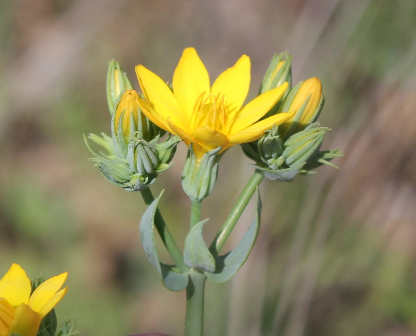 Blackstonia perfoliata