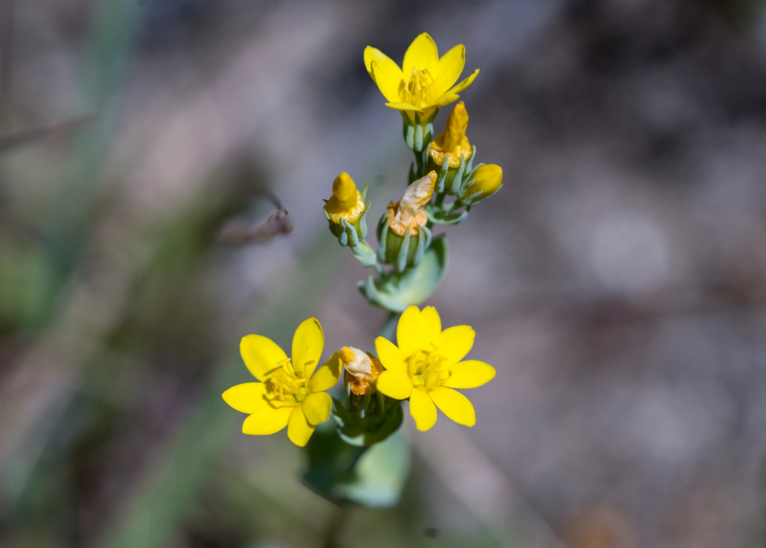 Blackstonia perfoliata