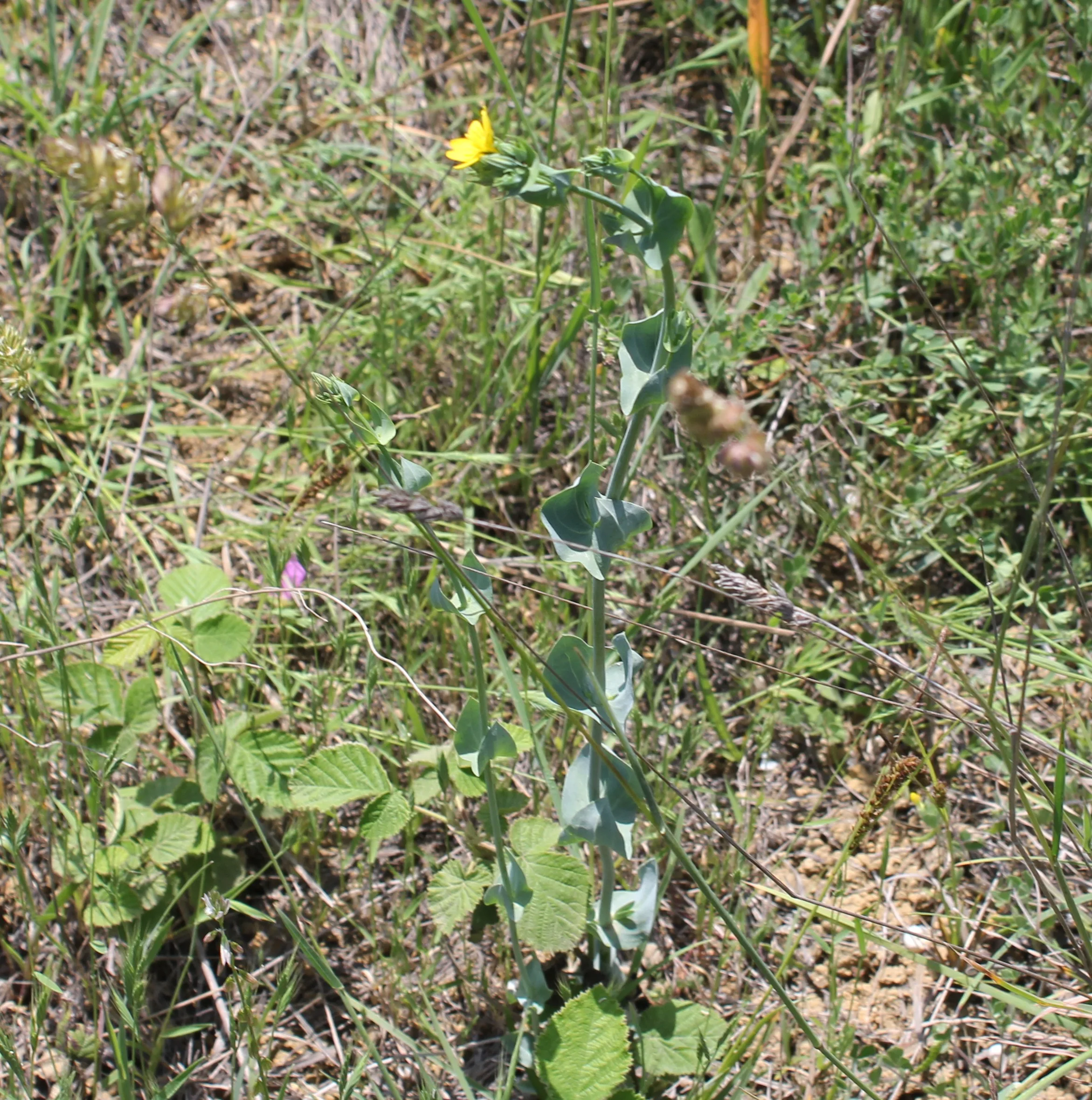 Blackstonia perfoliata