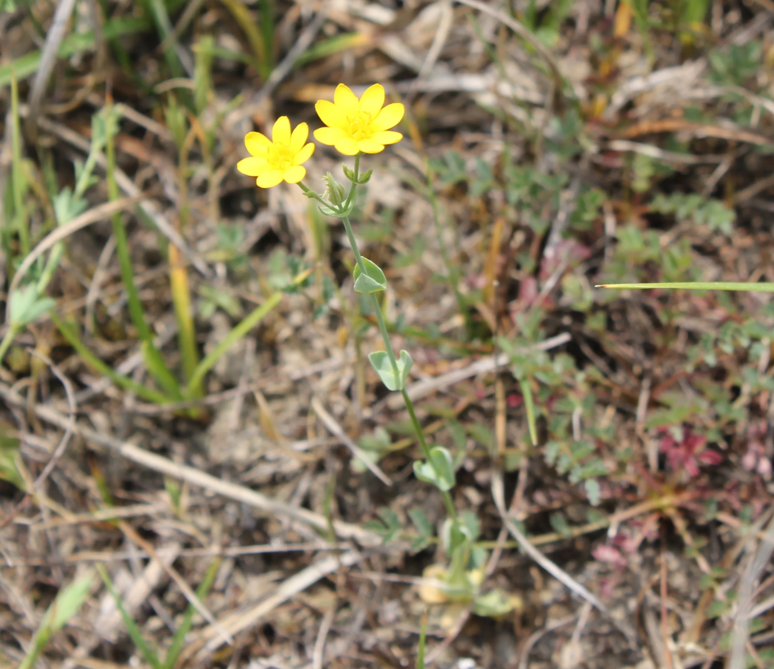 Blackstonia perfoliata