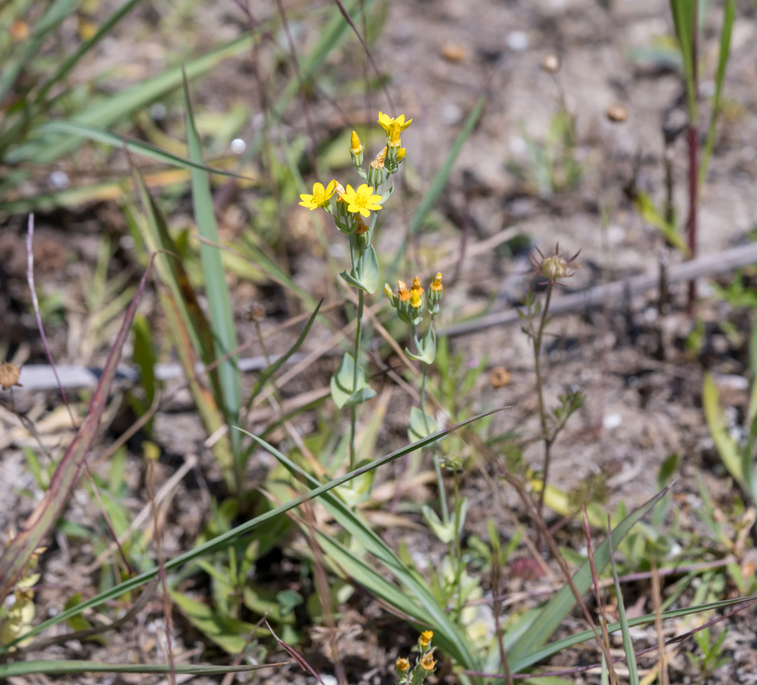 Blackstonia perfoliata