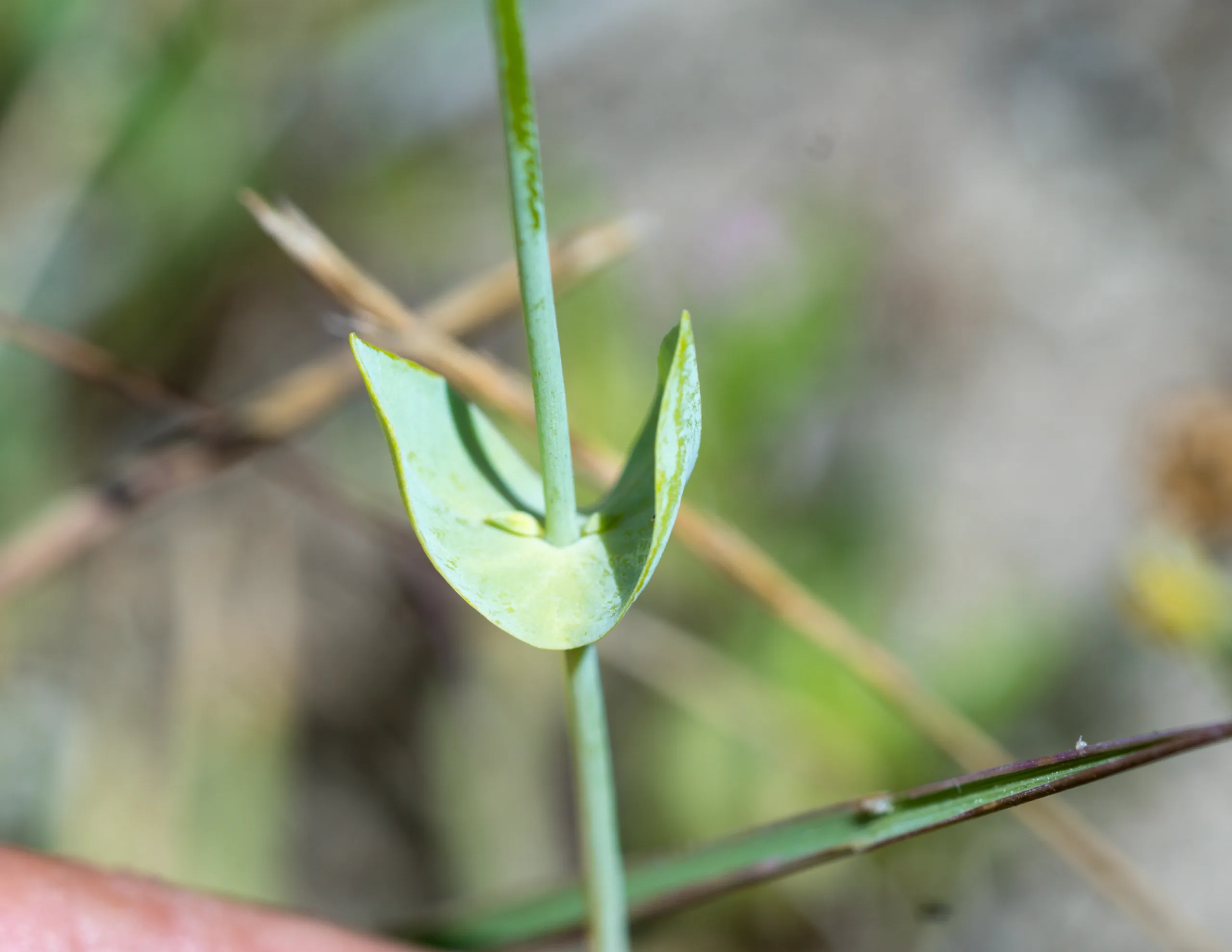 Blackstonia perfoliata