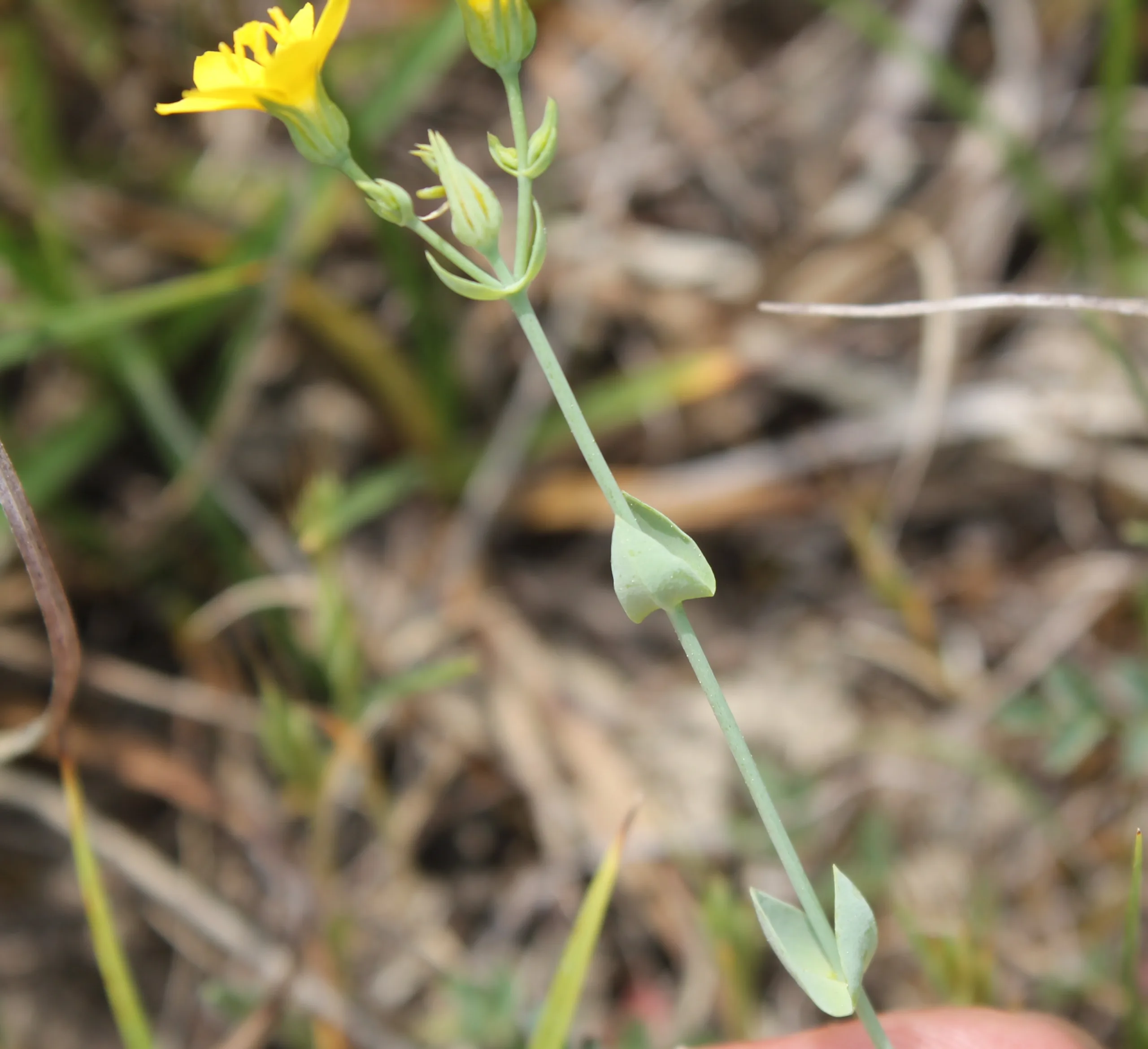 Blackstonia perfoliata