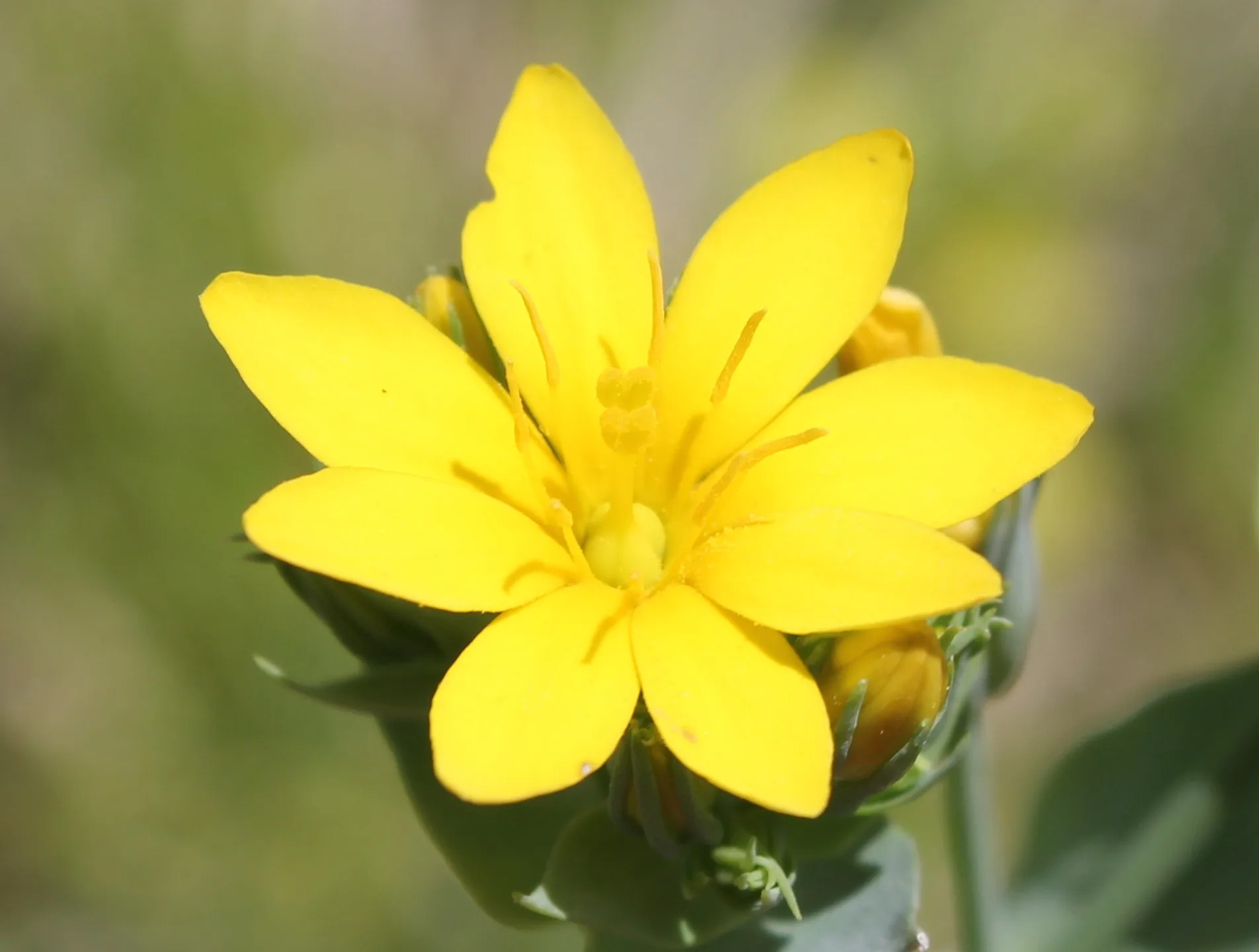 Blackstonia perfoliata