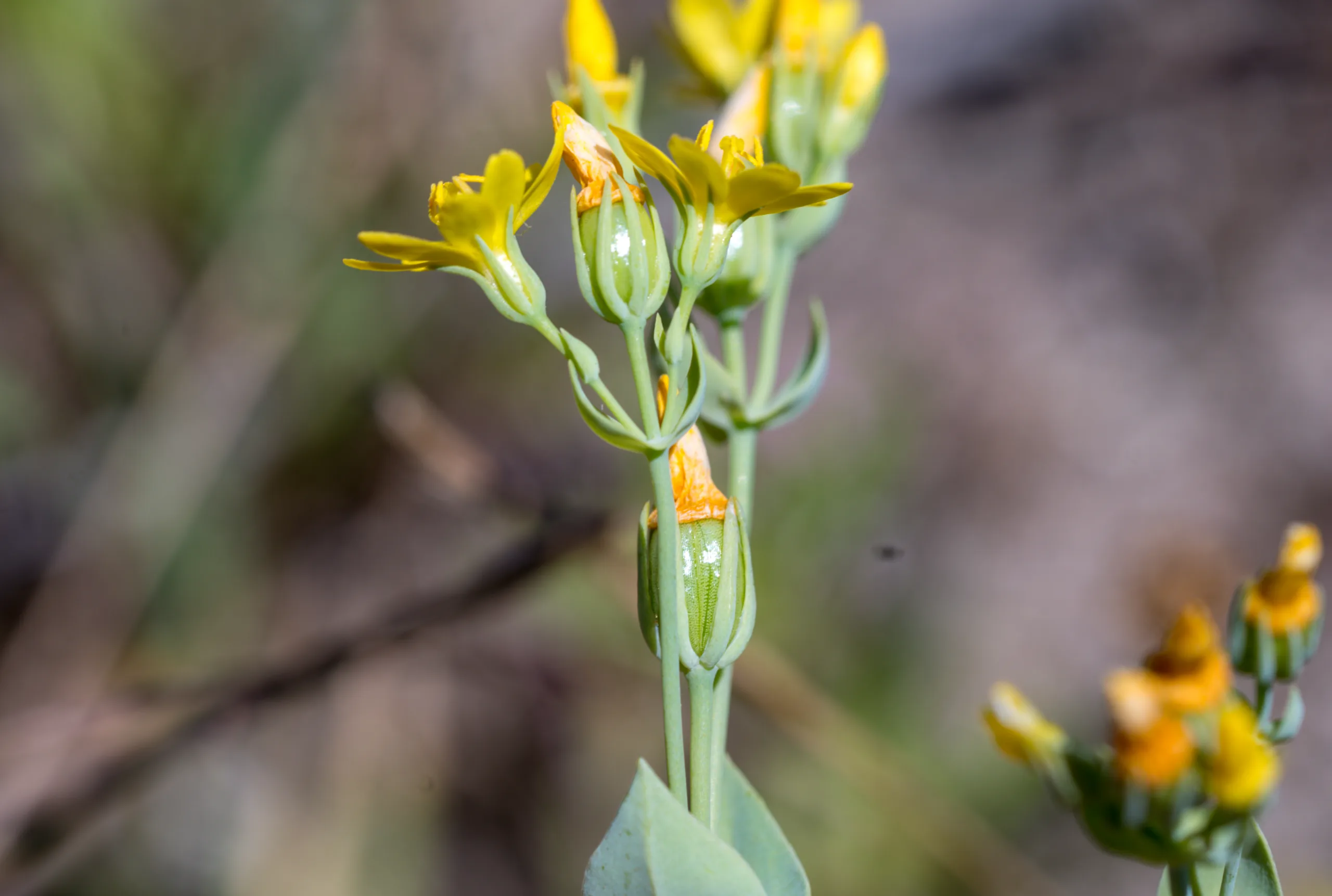 Blackstonia perfoliata