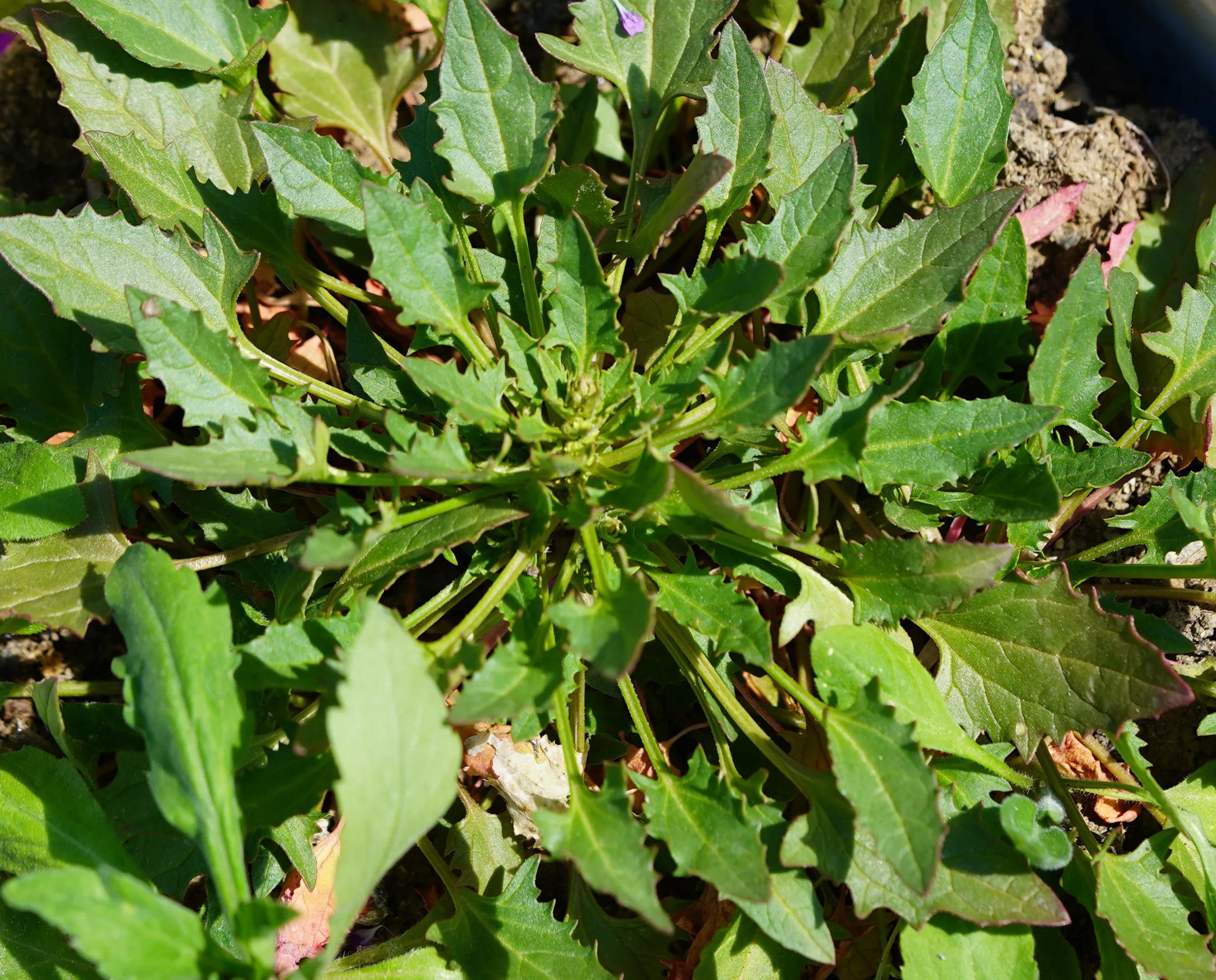 Blitum virgatum