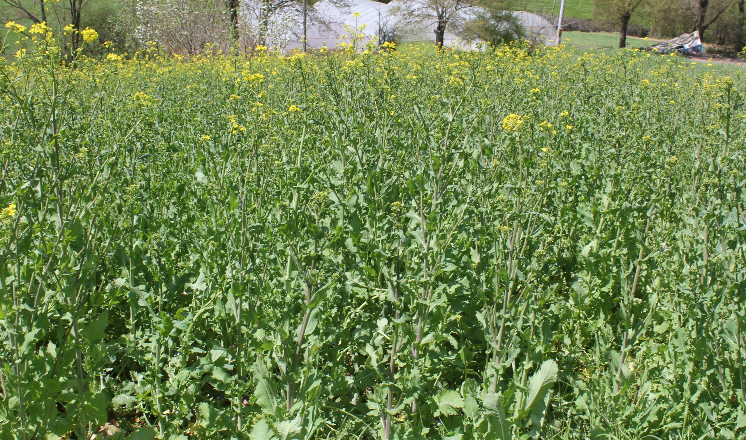Brassica napus