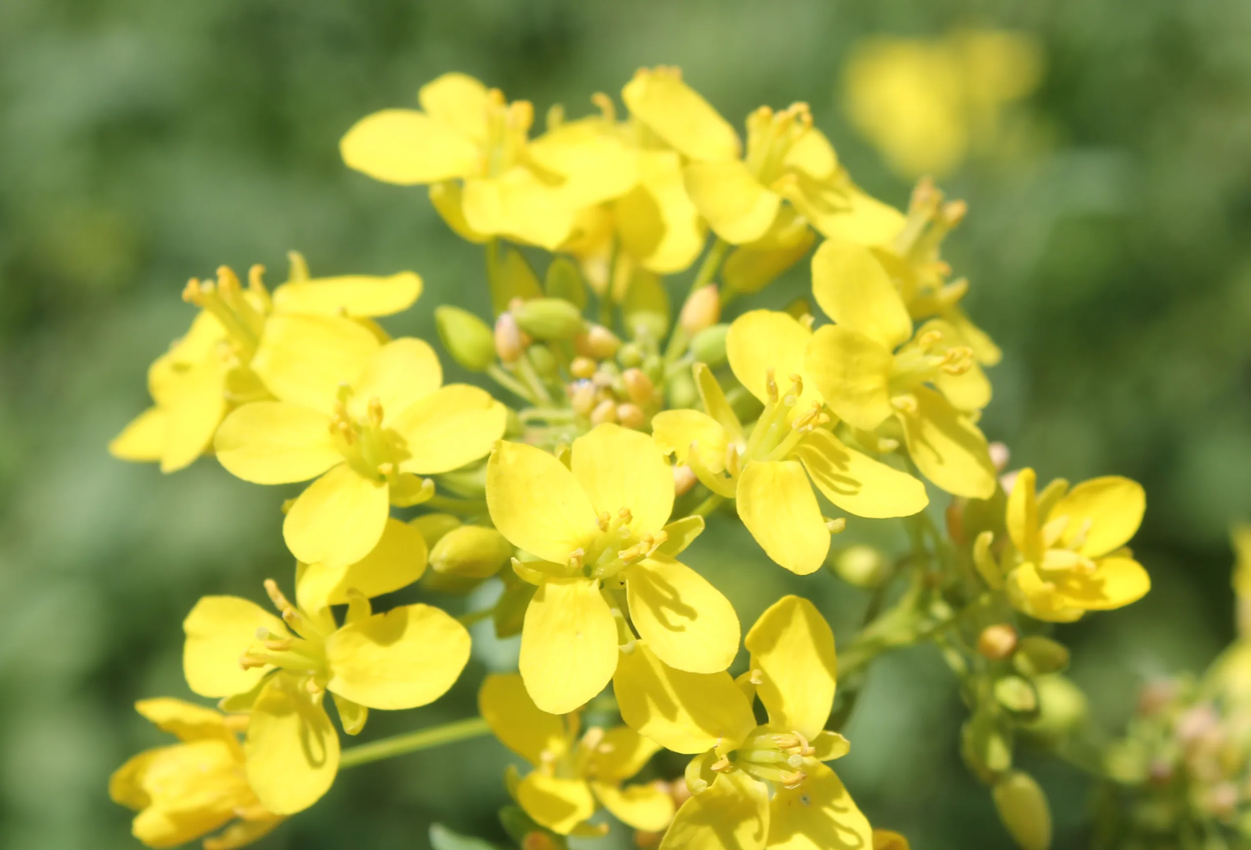 Brassica napus