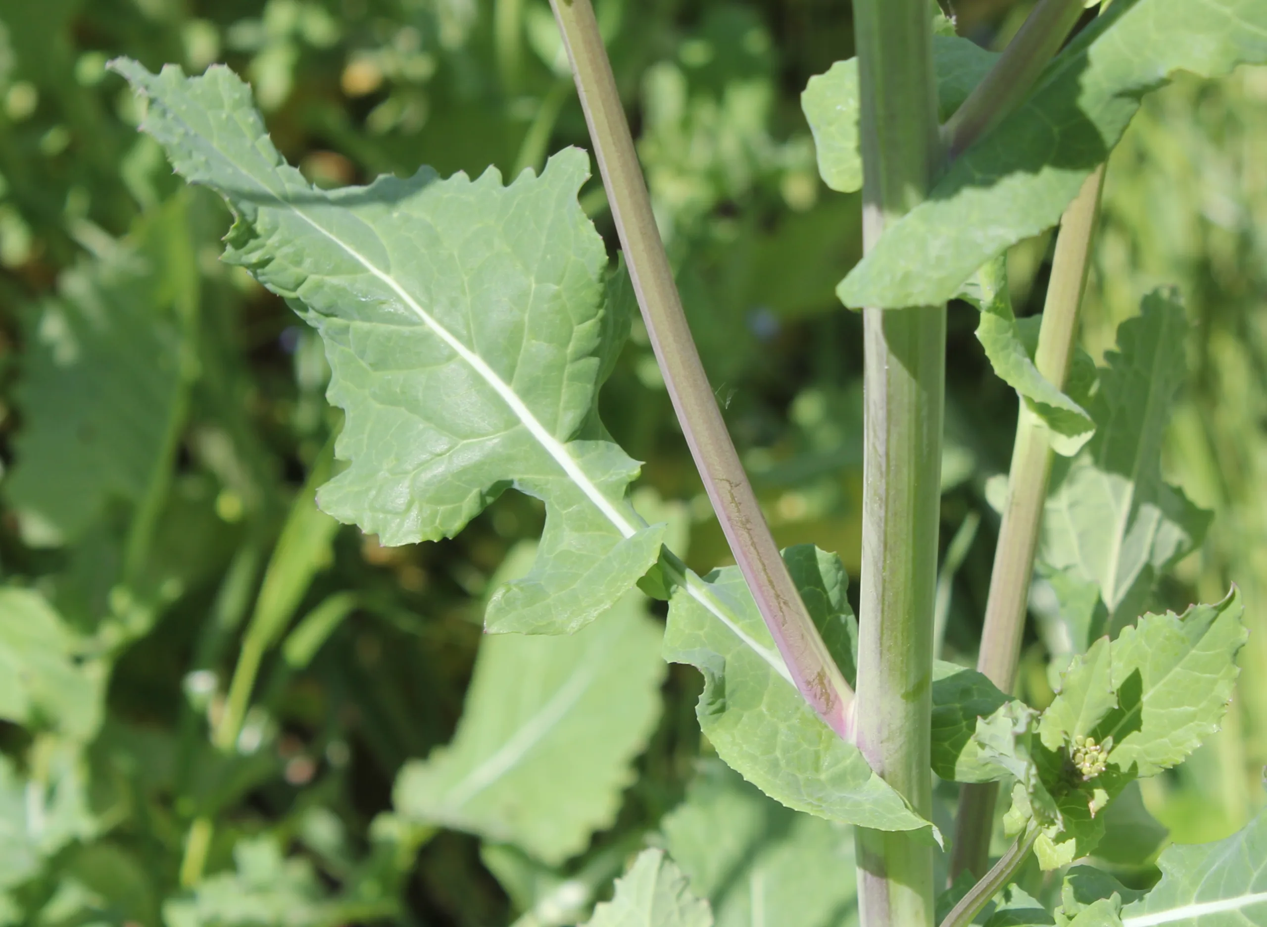 Brassica napus