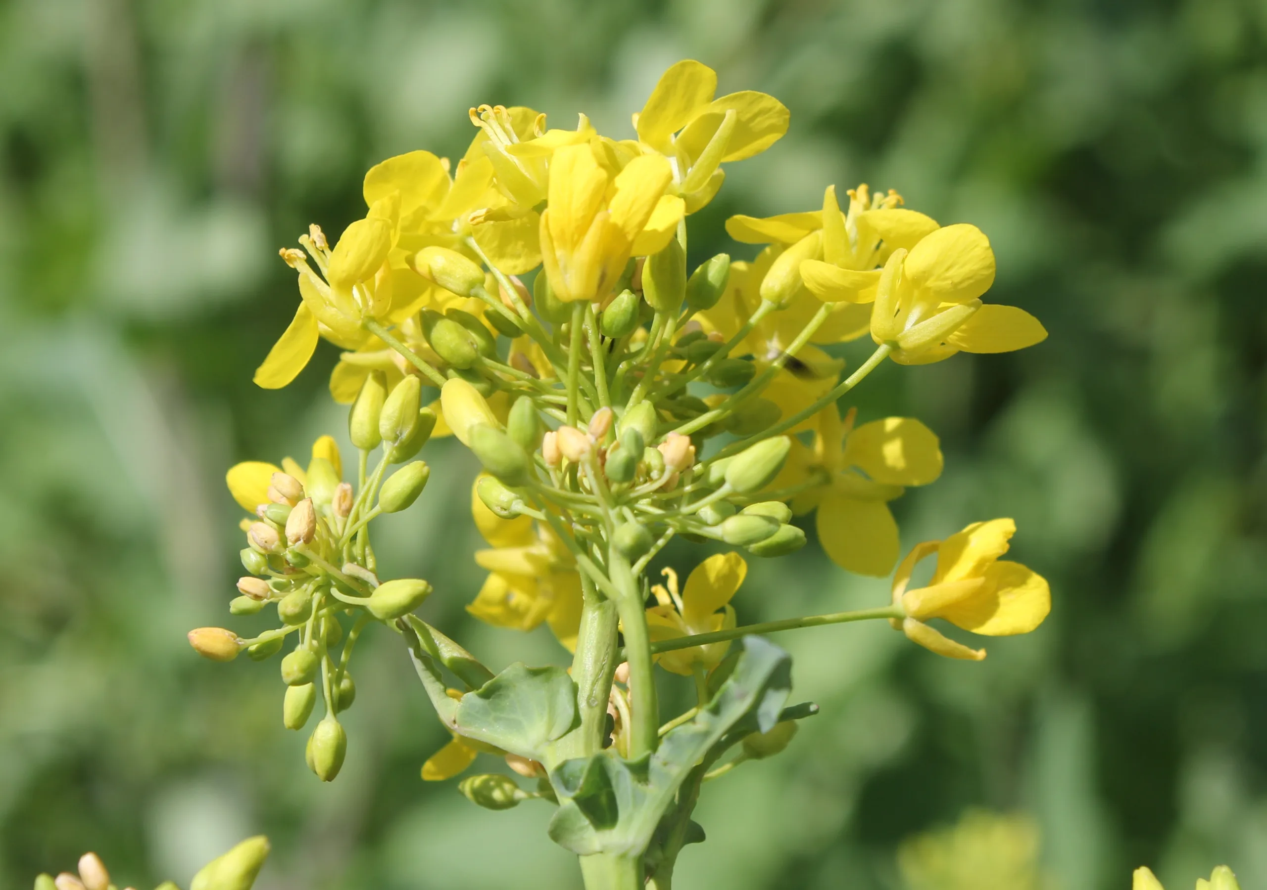 Brassica napus