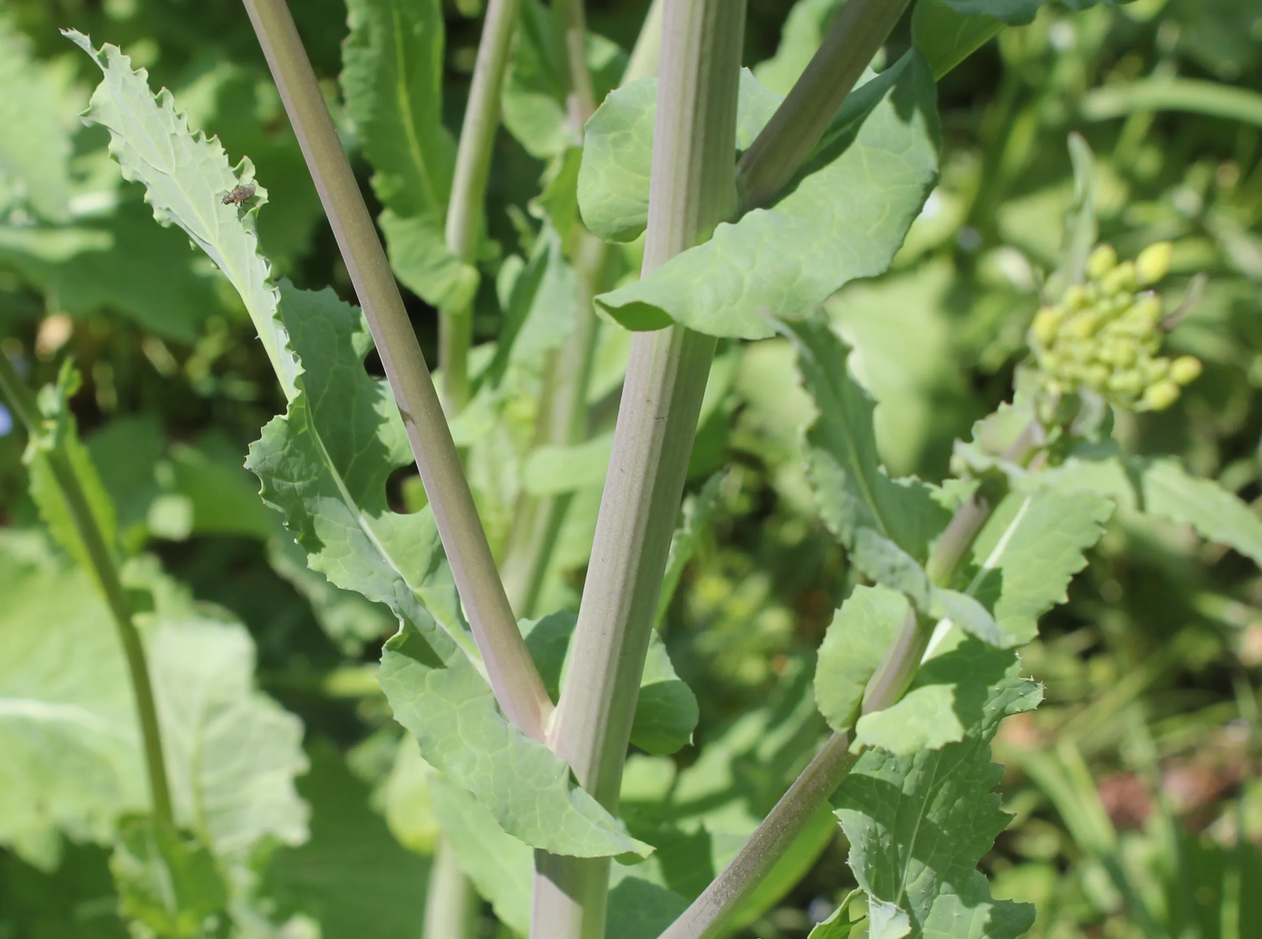 Brassica napus
