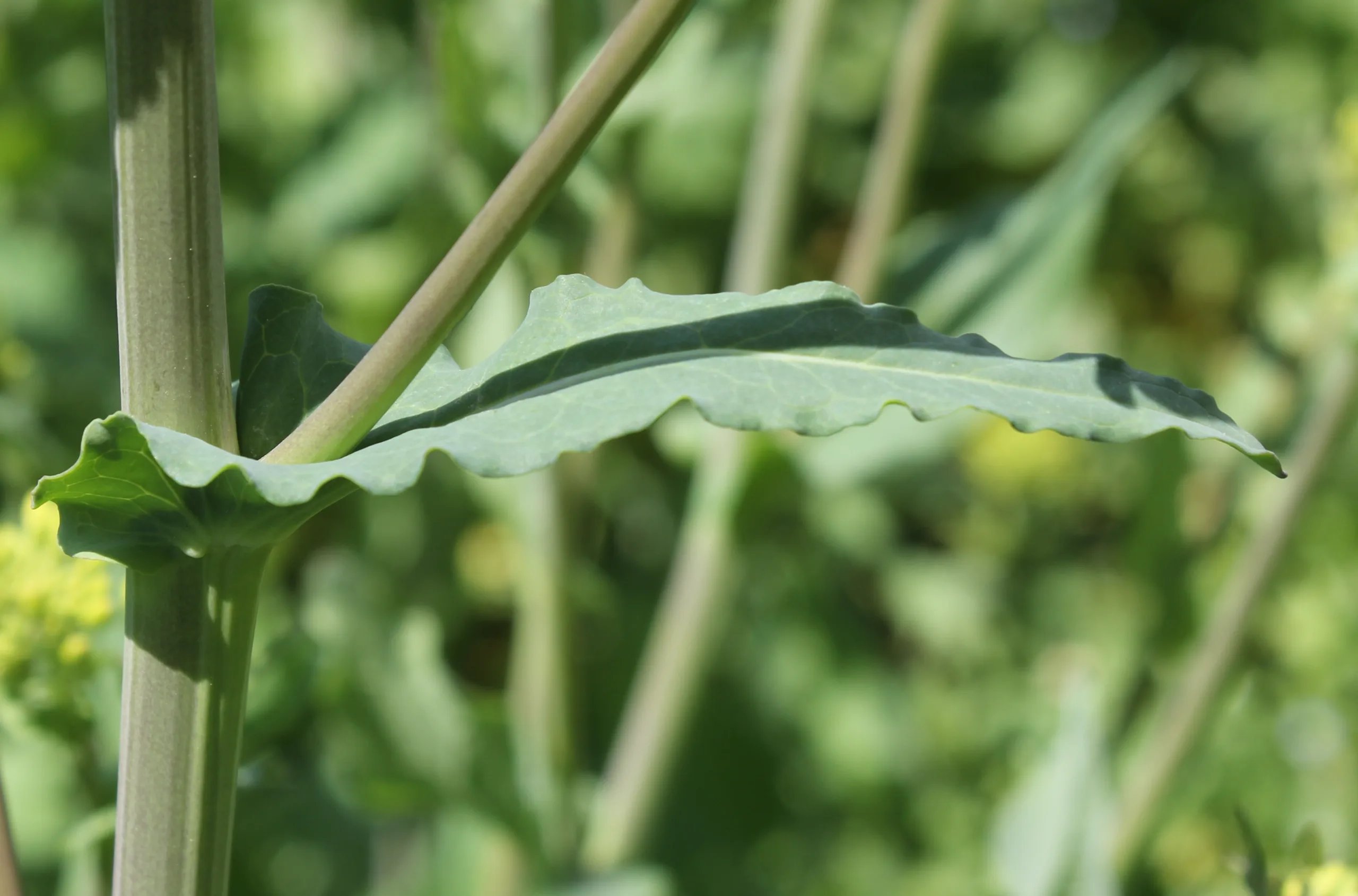 Brassica napus