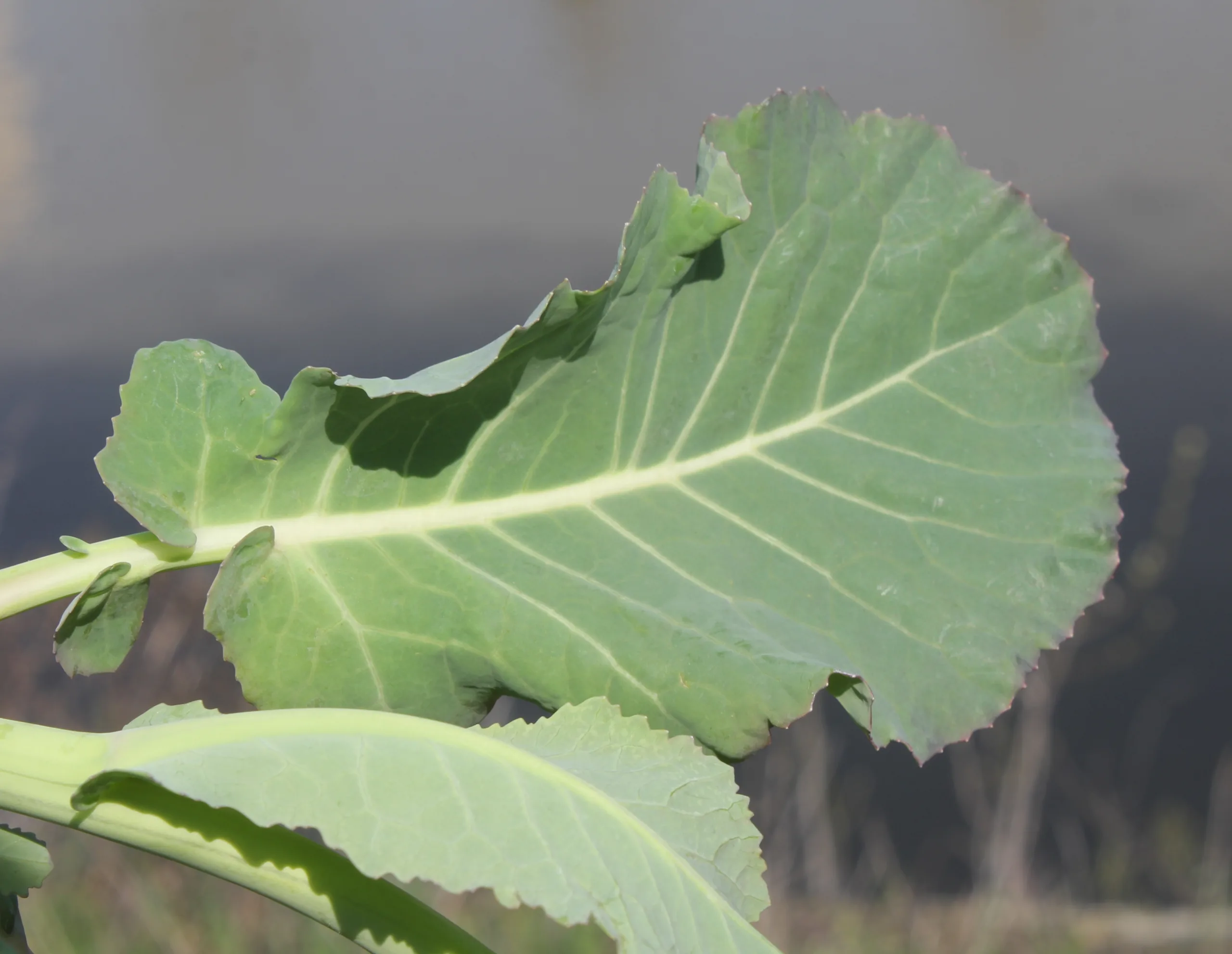 Brassica oleracea