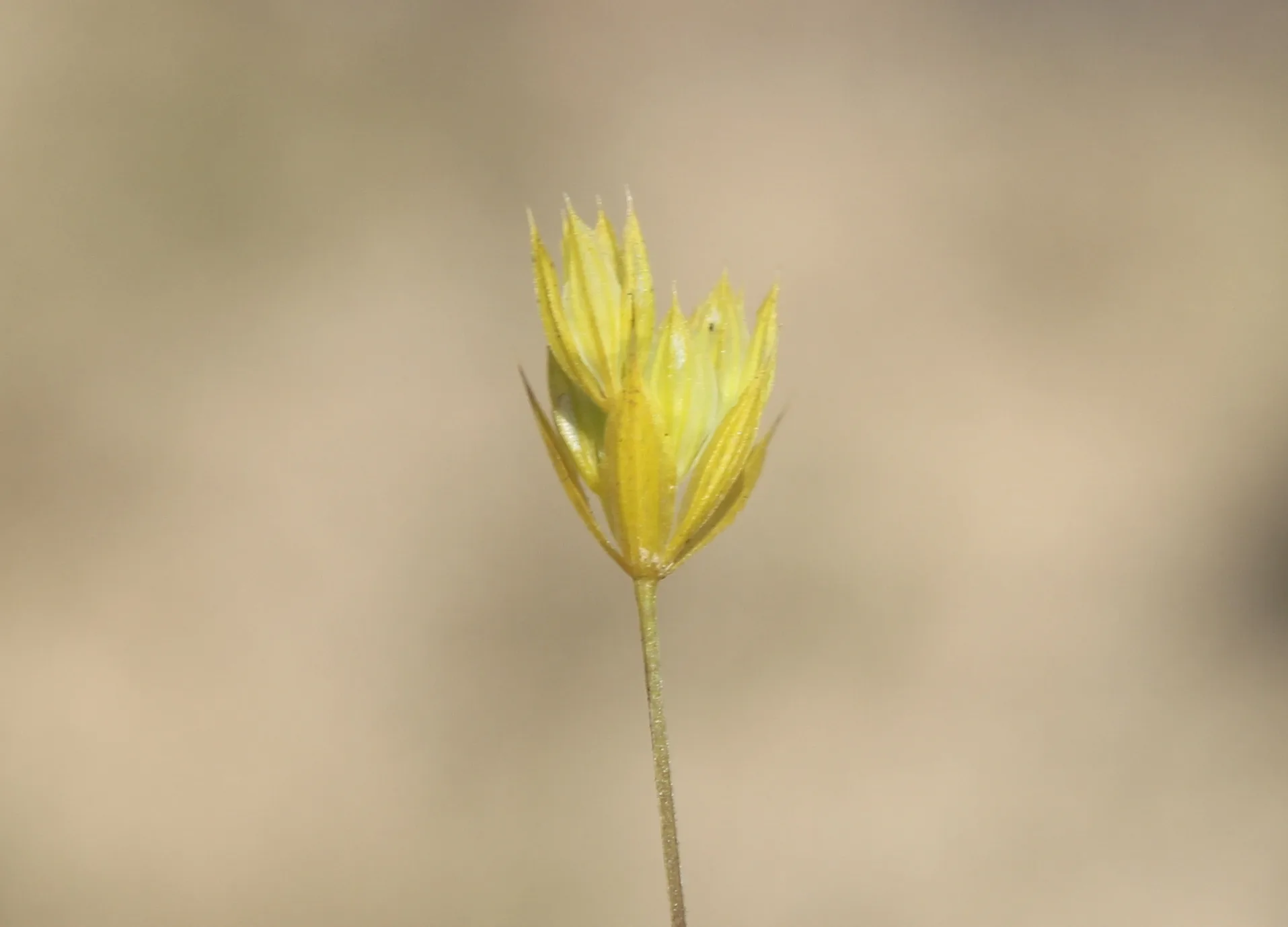 Bupleurum flavum