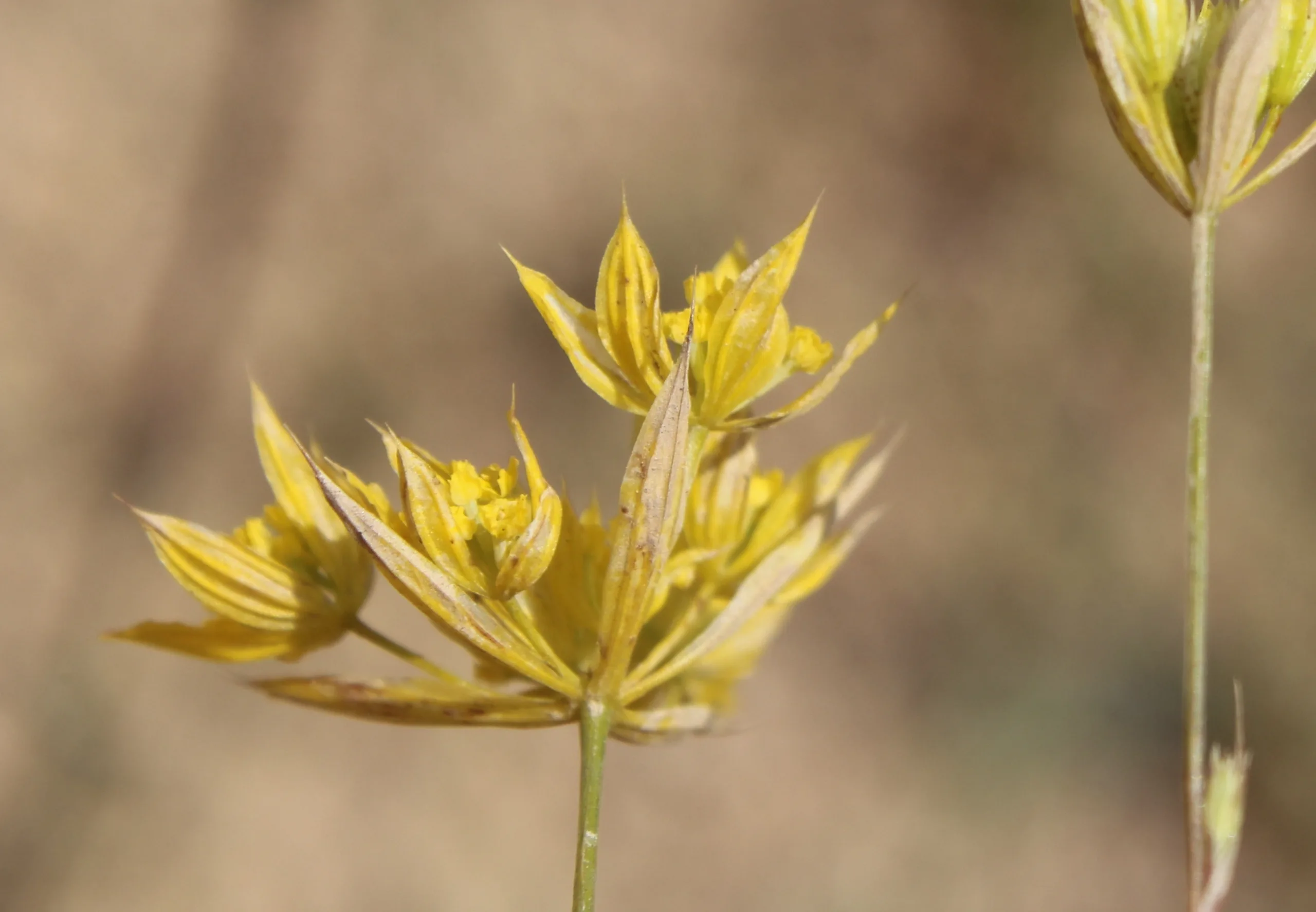 Bupleurum flavum