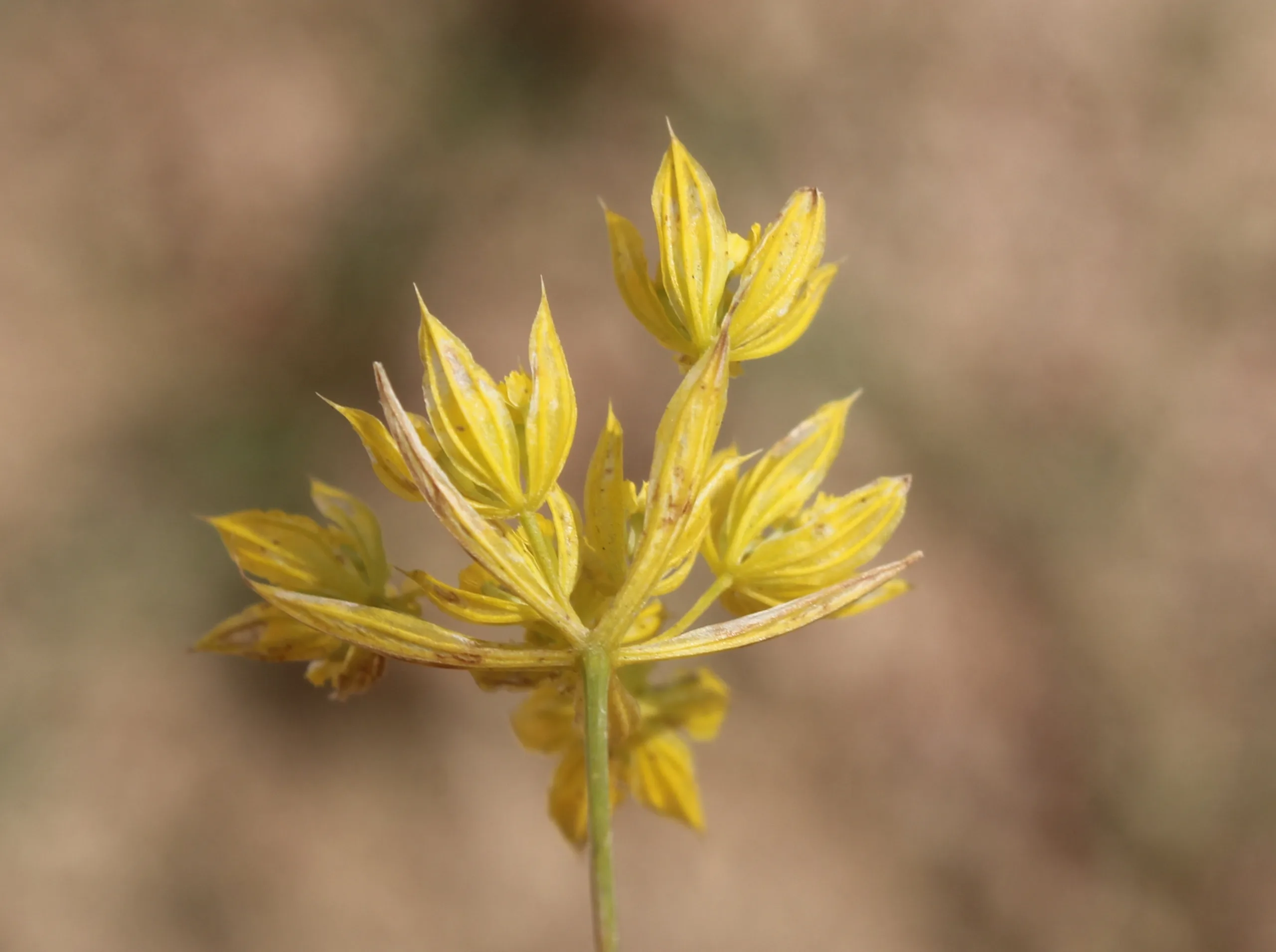 Bupleurum flavum