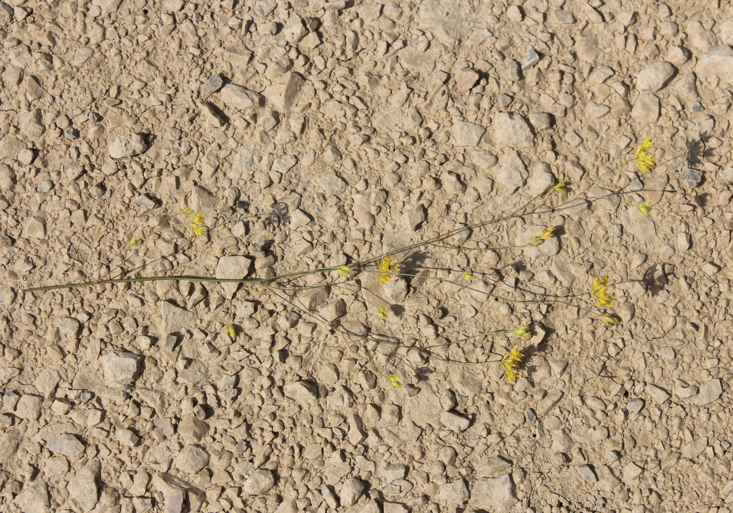 Bupleurum flavum