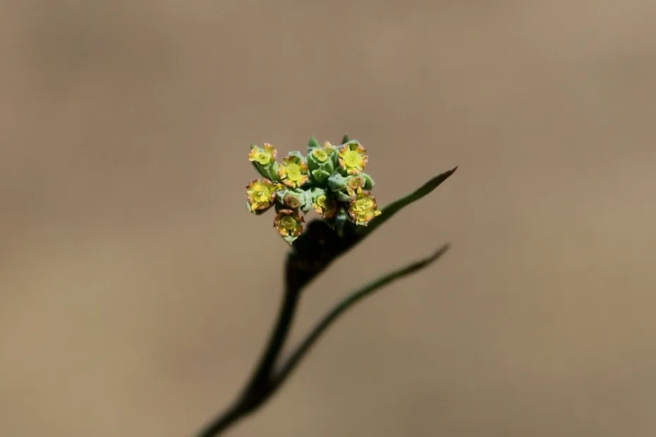 Bupleurum setaceum