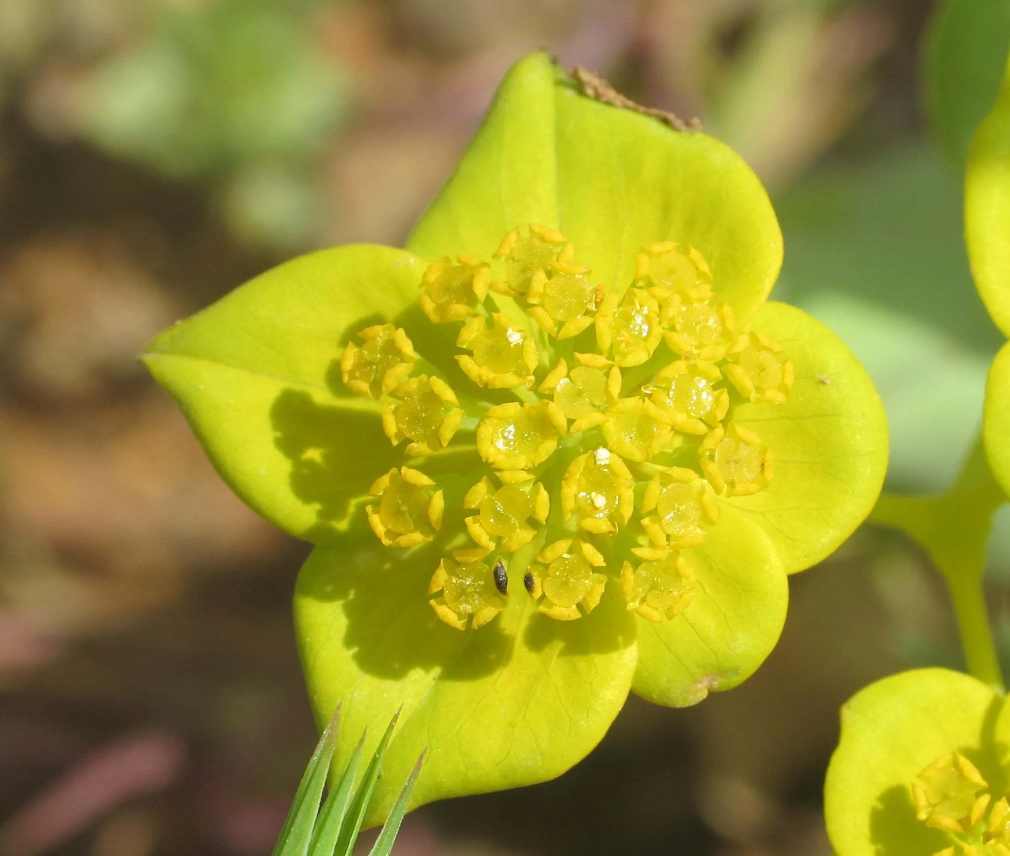 Bupleurum subovatum