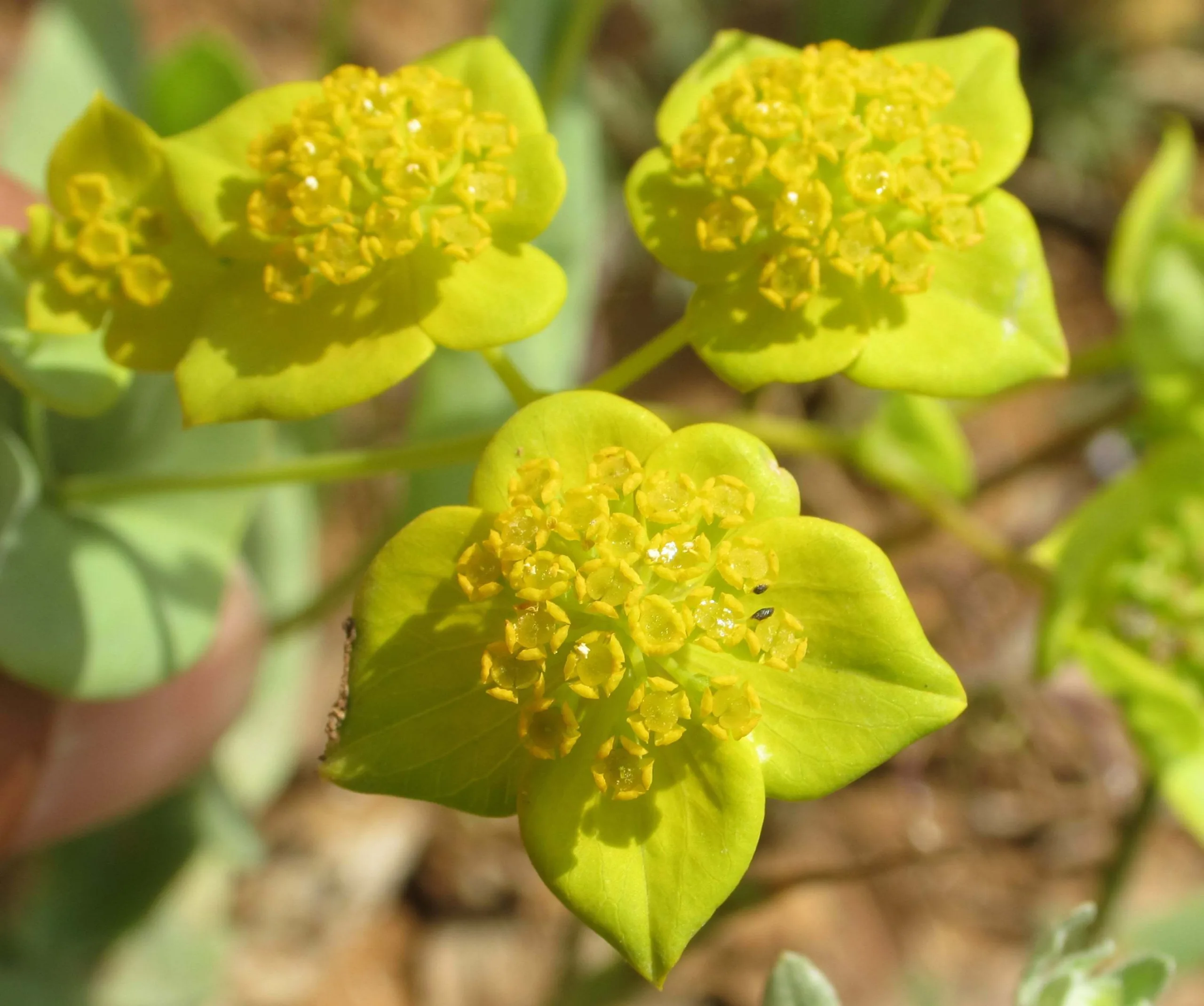 Bupleurum subovatum