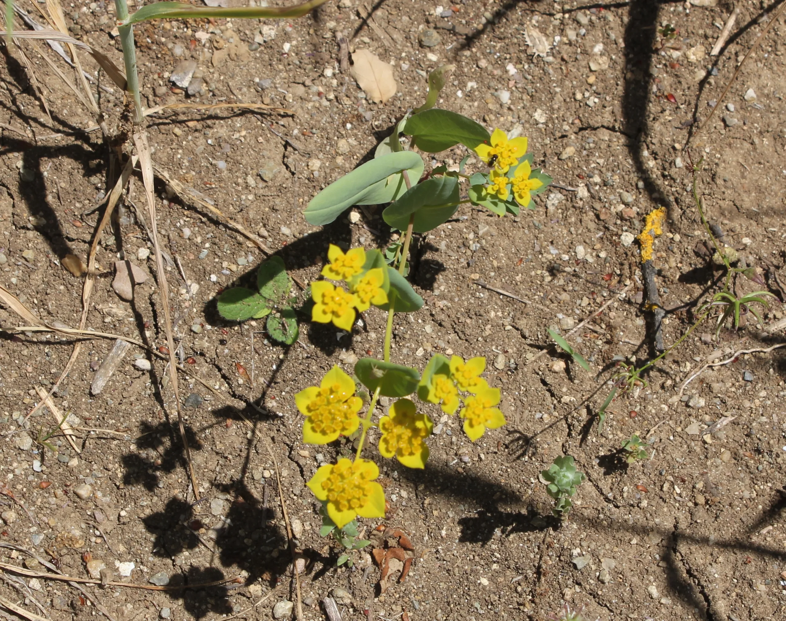 Bupleurum subovatum