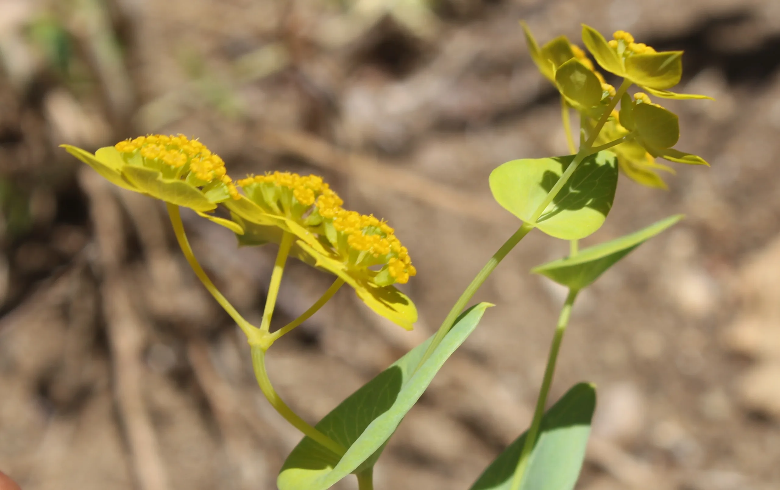 Bupleurum subovatum