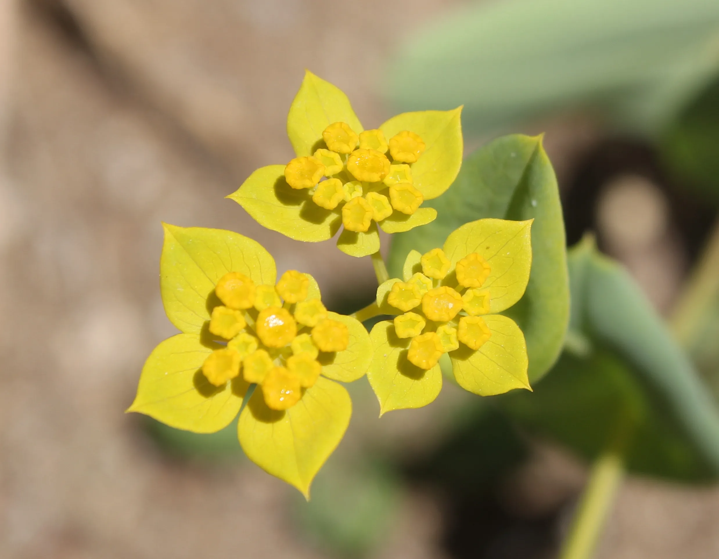 Bupleurum subovatum
