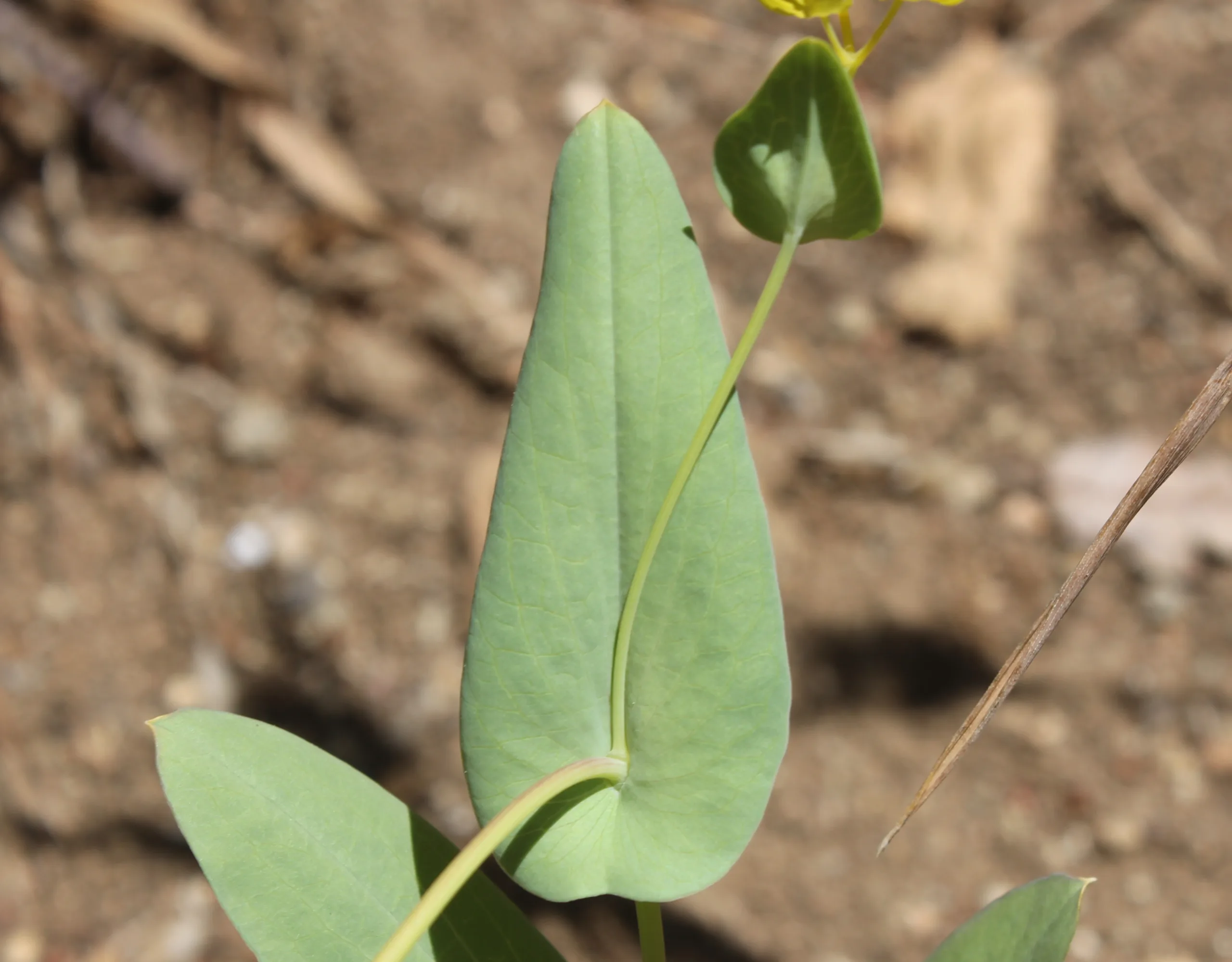Bupleurum subovatum