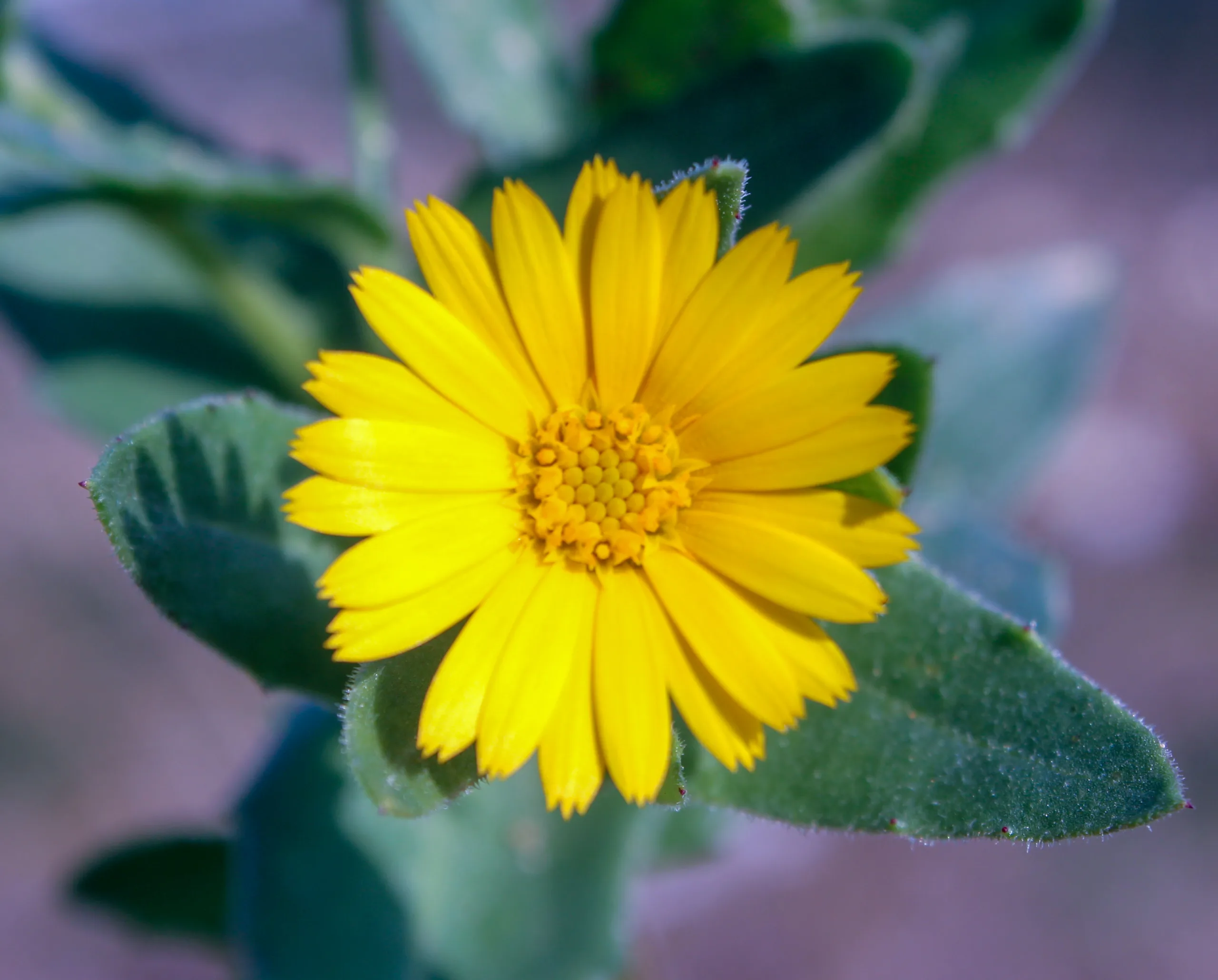 Calendula (Aynısefa)