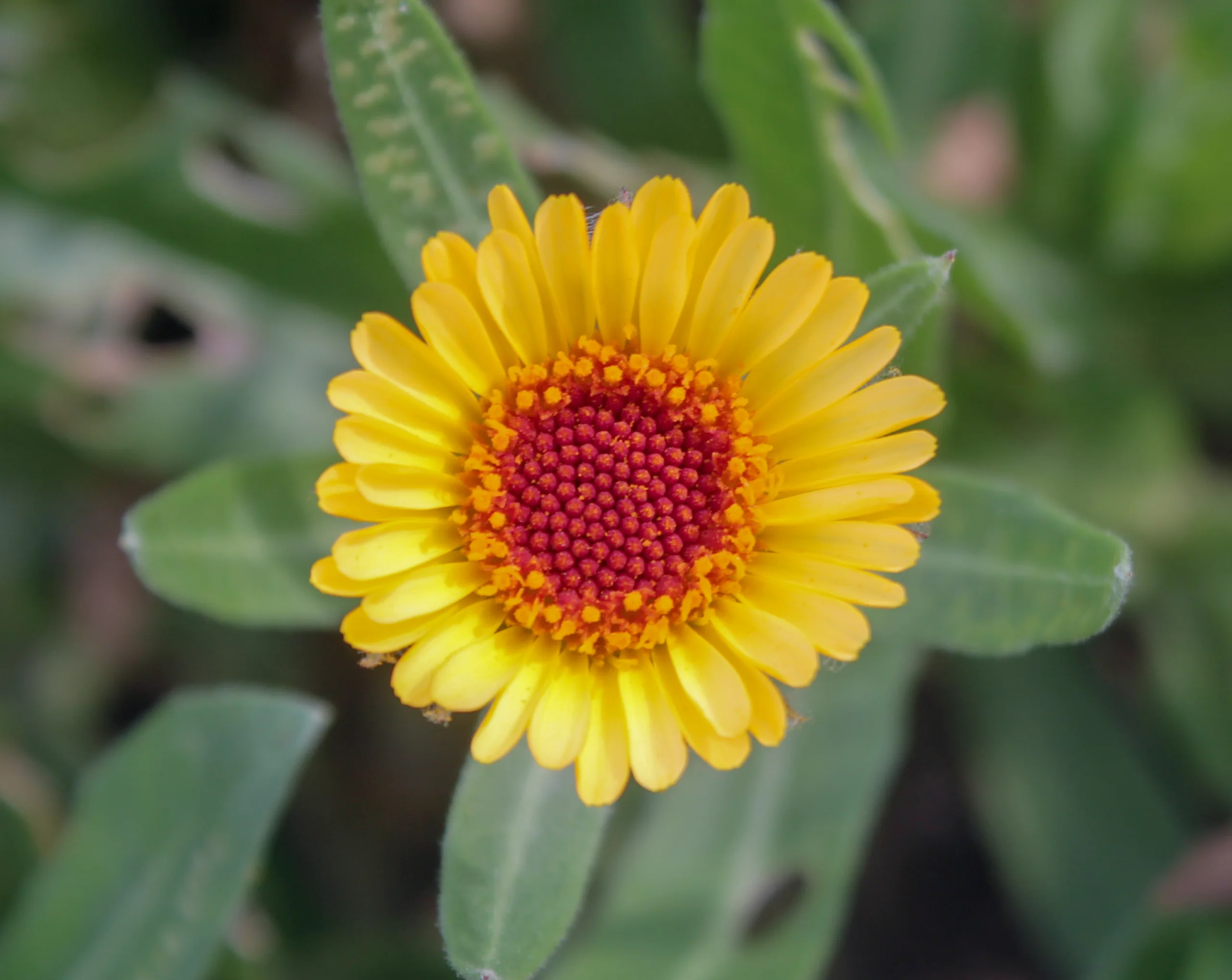 Calendula officinalis