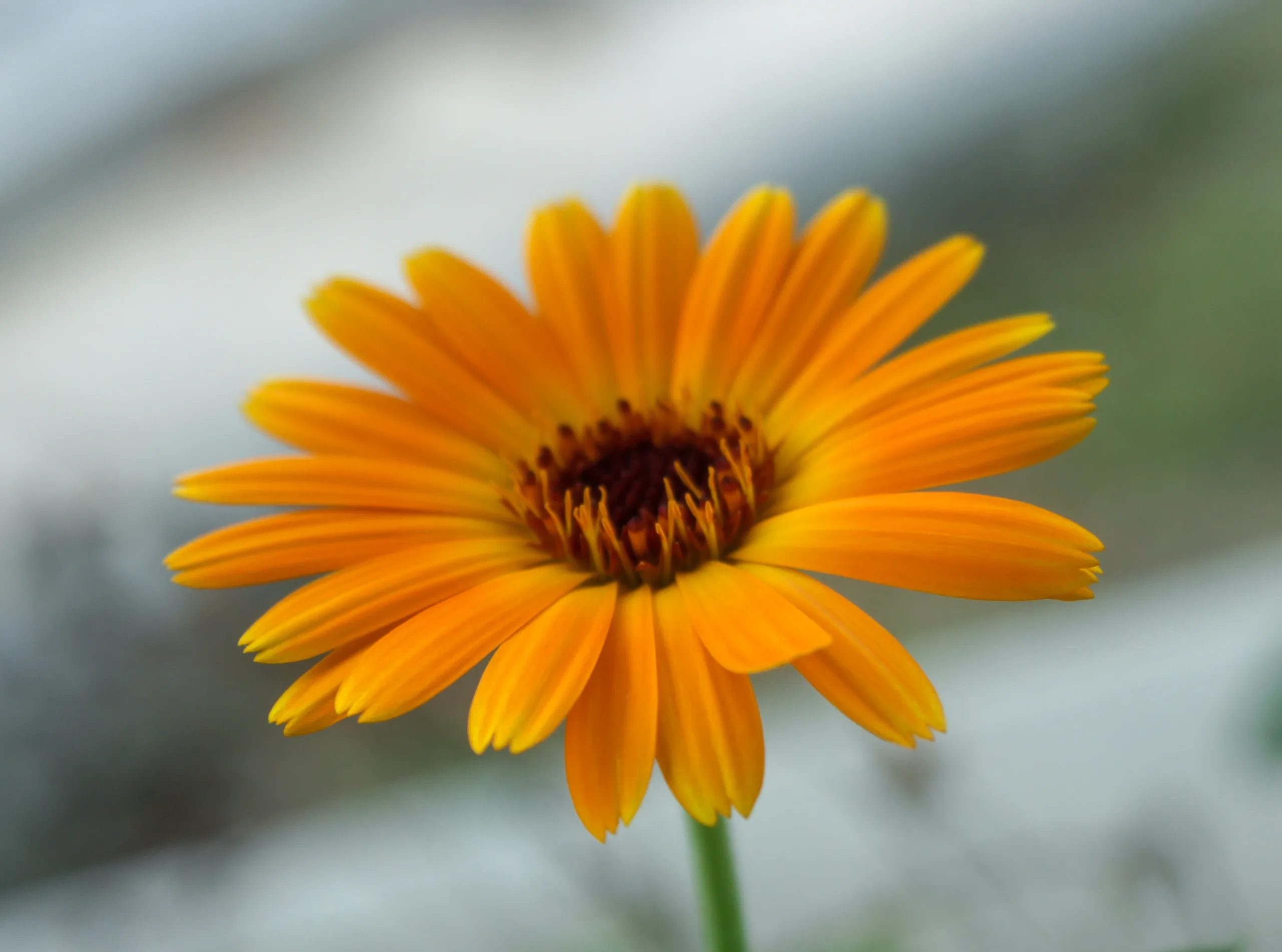 Calendula officinalis