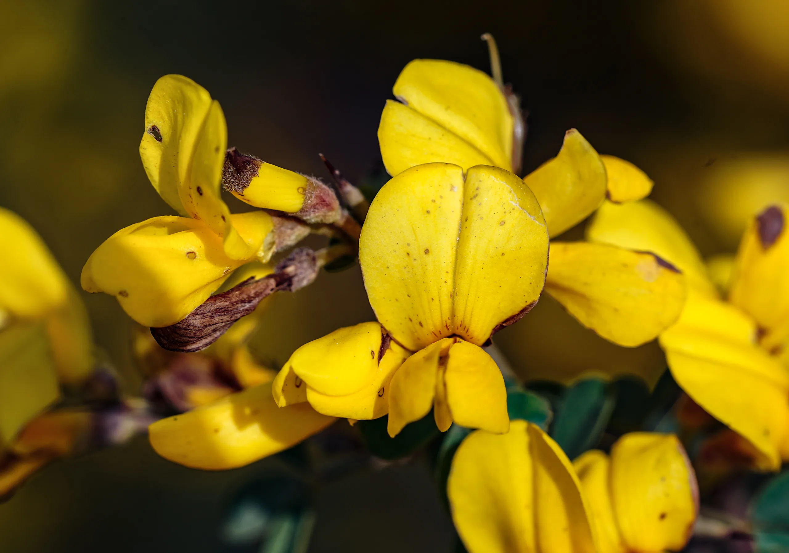 Calicotome villosa (Keçi boğan)