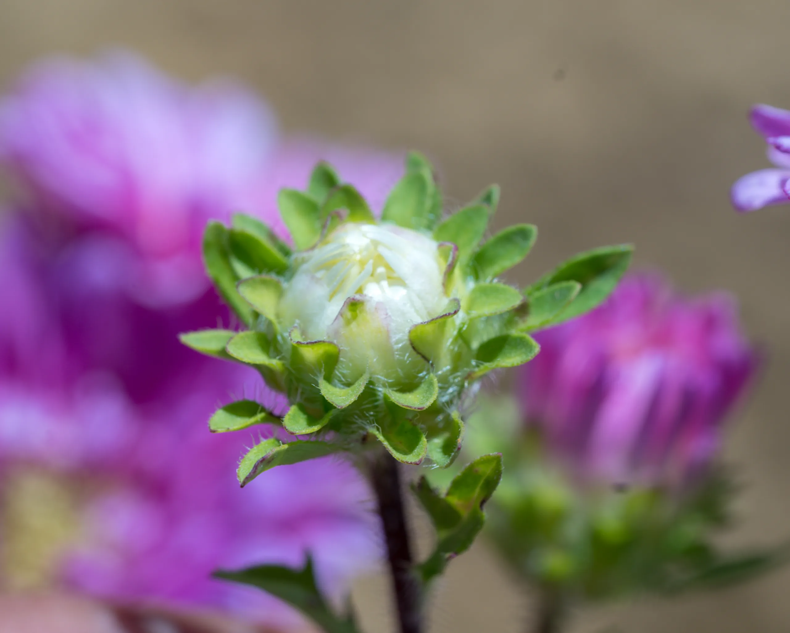 Callistephus chinensis