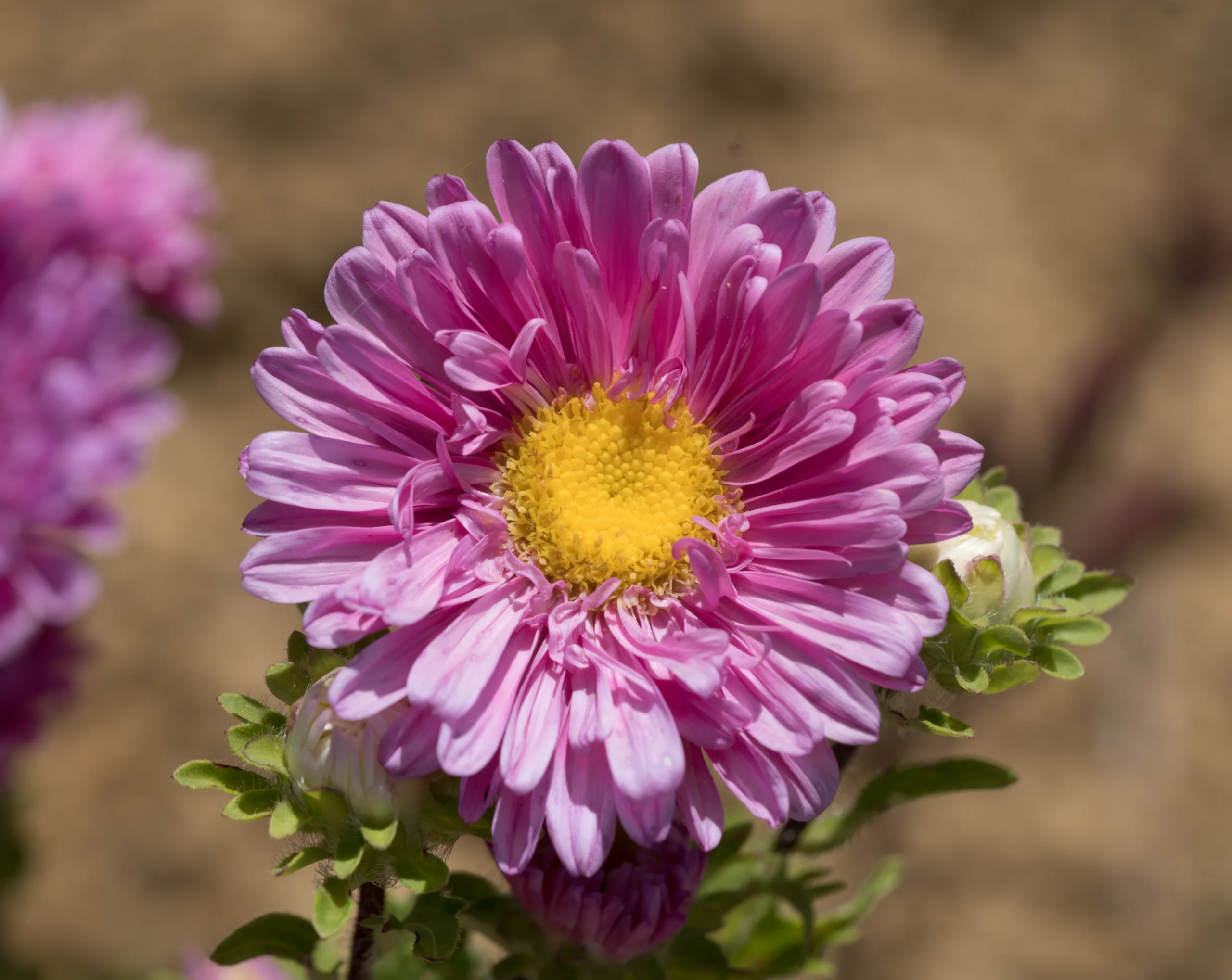 Callistephus chinensis