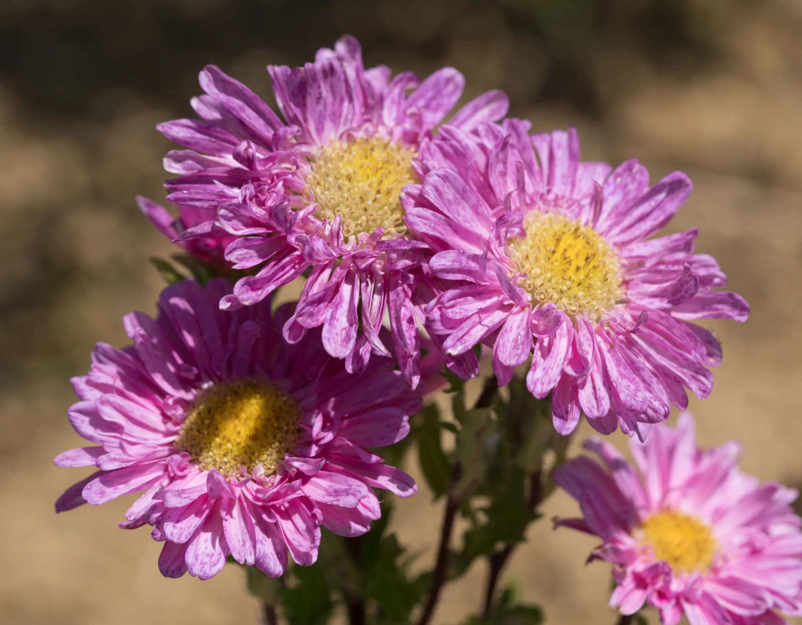 Callistephus chinensis