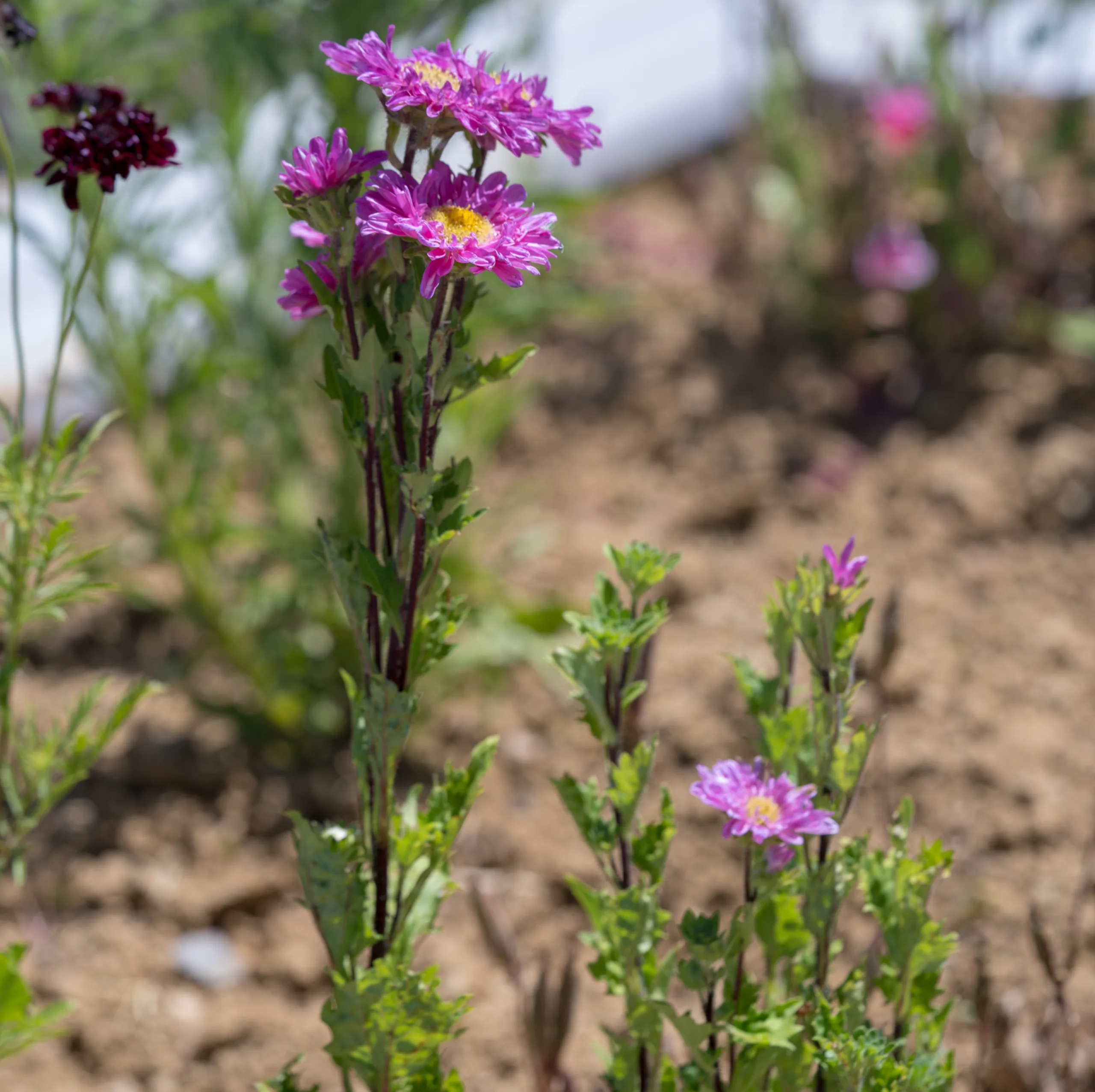 Callistephus chinensis