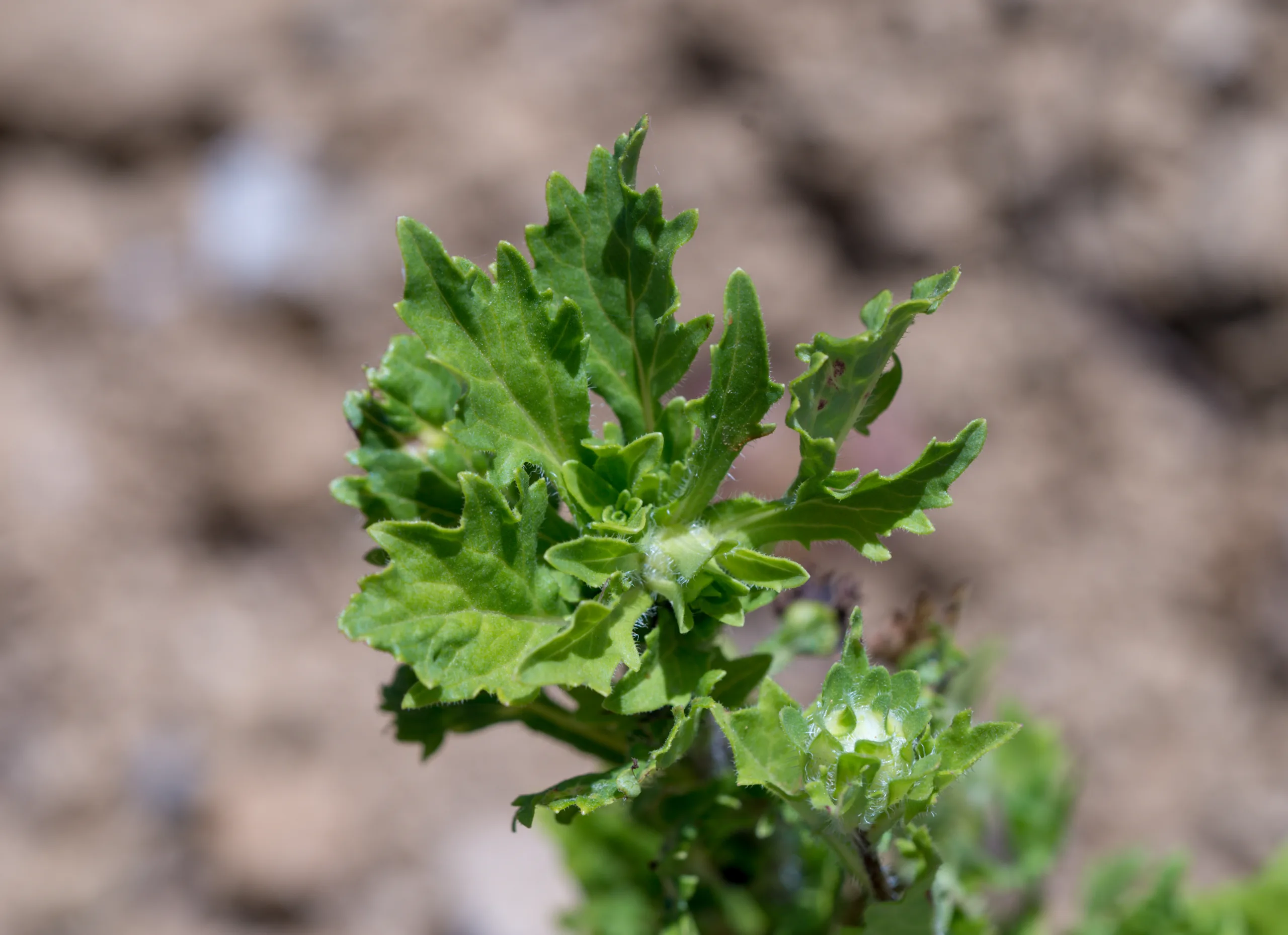 Callistephus chinensis