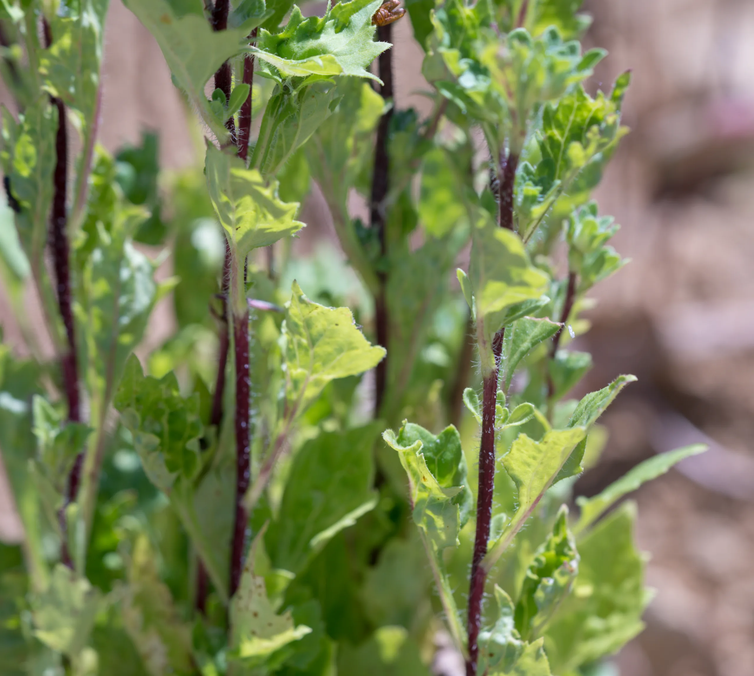 Callistephus chinensis