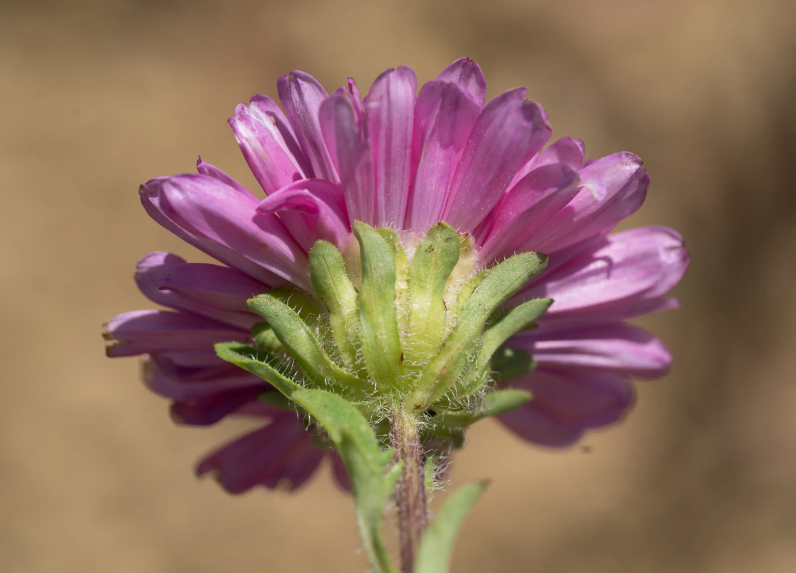 Callistephus chinensis